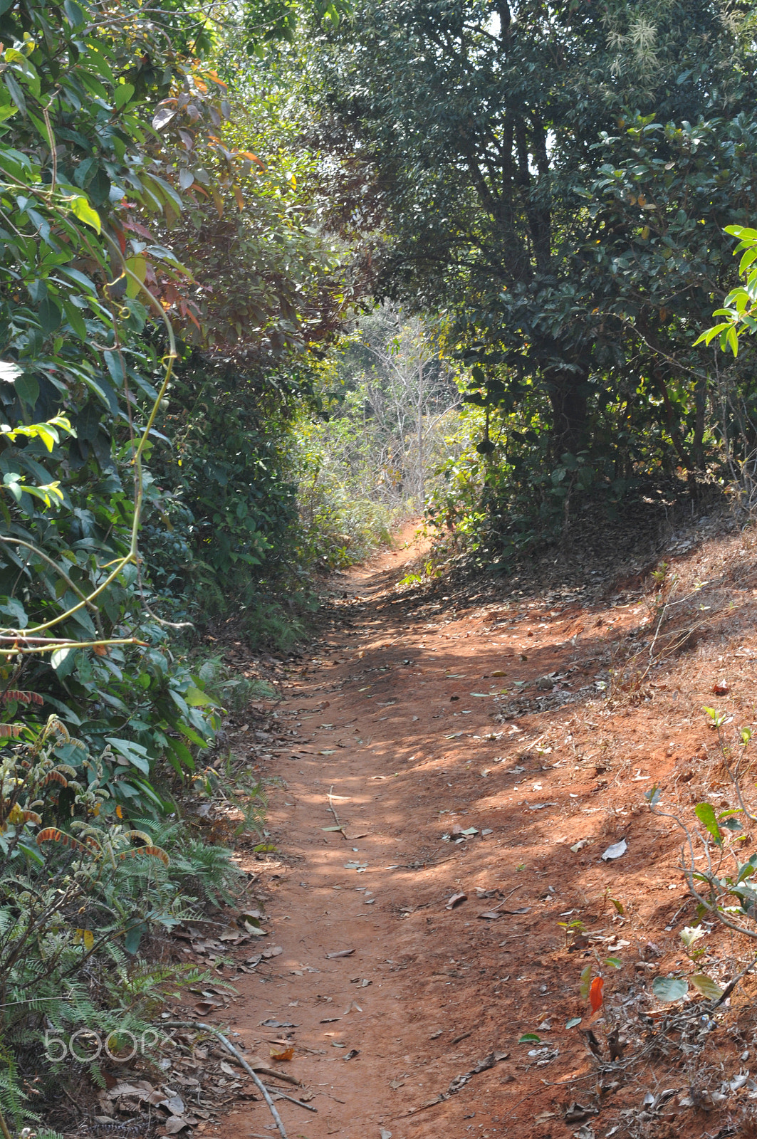 Nikon D300S sample photo