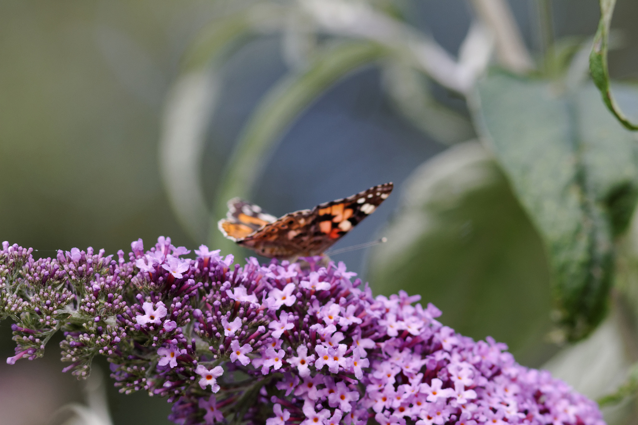 Canon EOS 60D + Canon EF 300mm F4L IS USM sample photo. Papillon qui butine photography