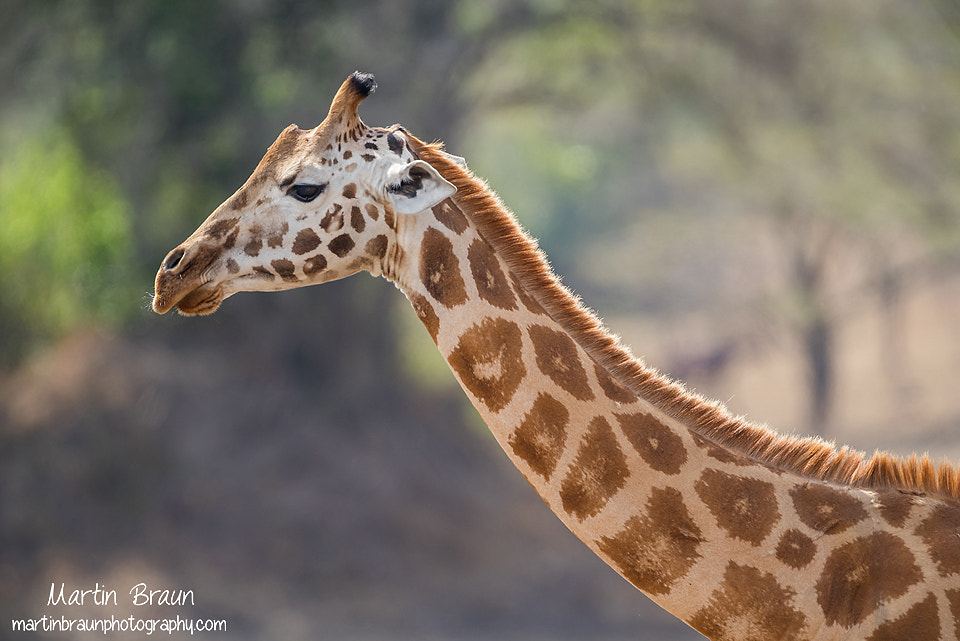 Canon EF 500mm F4L IS USM sample photo. Rothschild's giraffe photography
