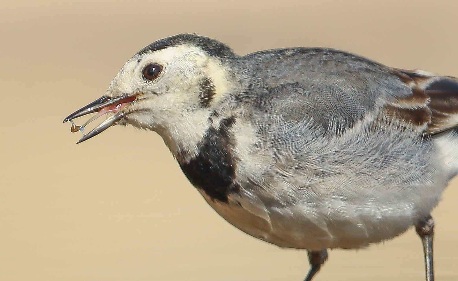 Canon EF 600mm f/4L IS sample photo