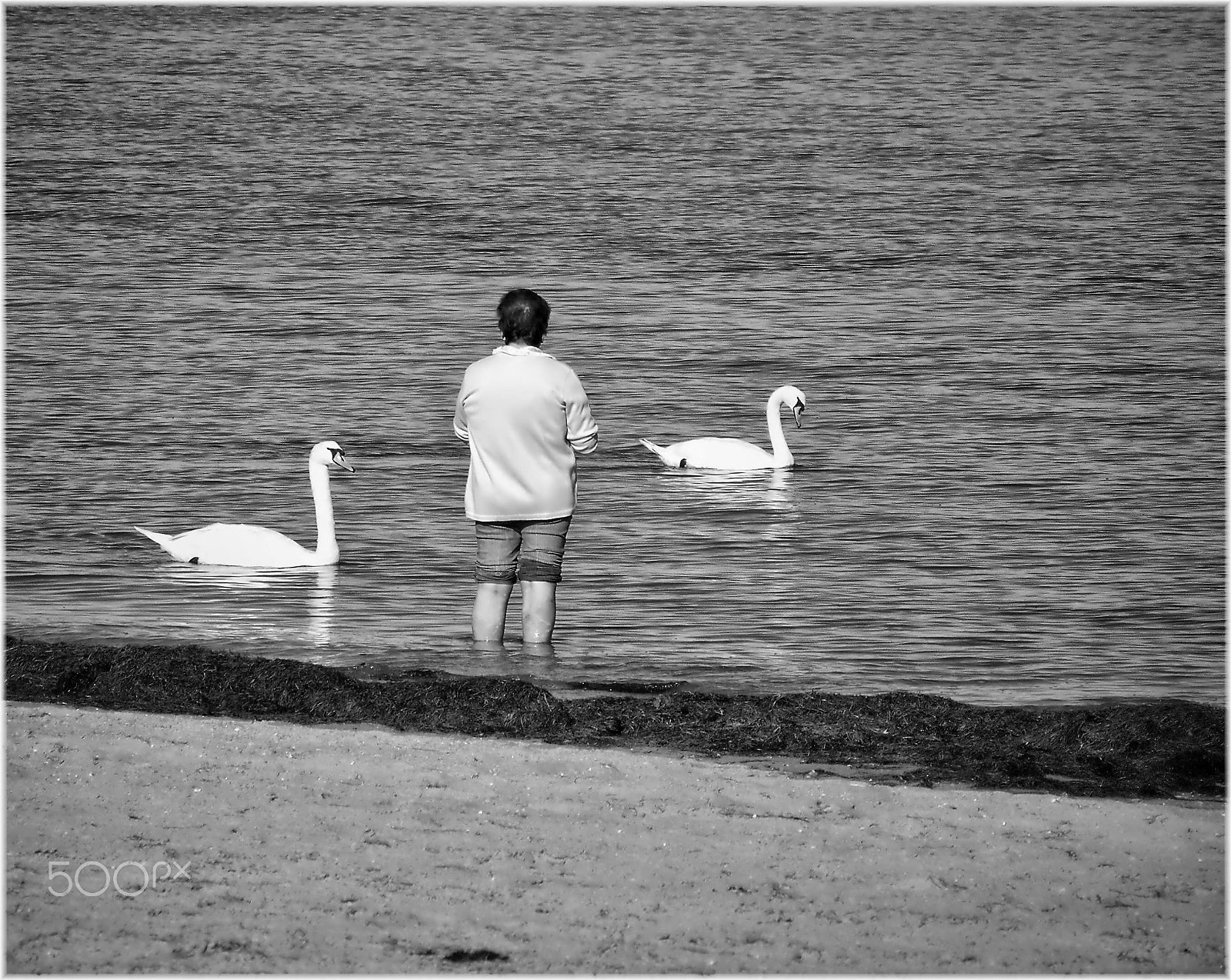Samsung Pro 815 sample photo. Con los cisnes en la playa photography