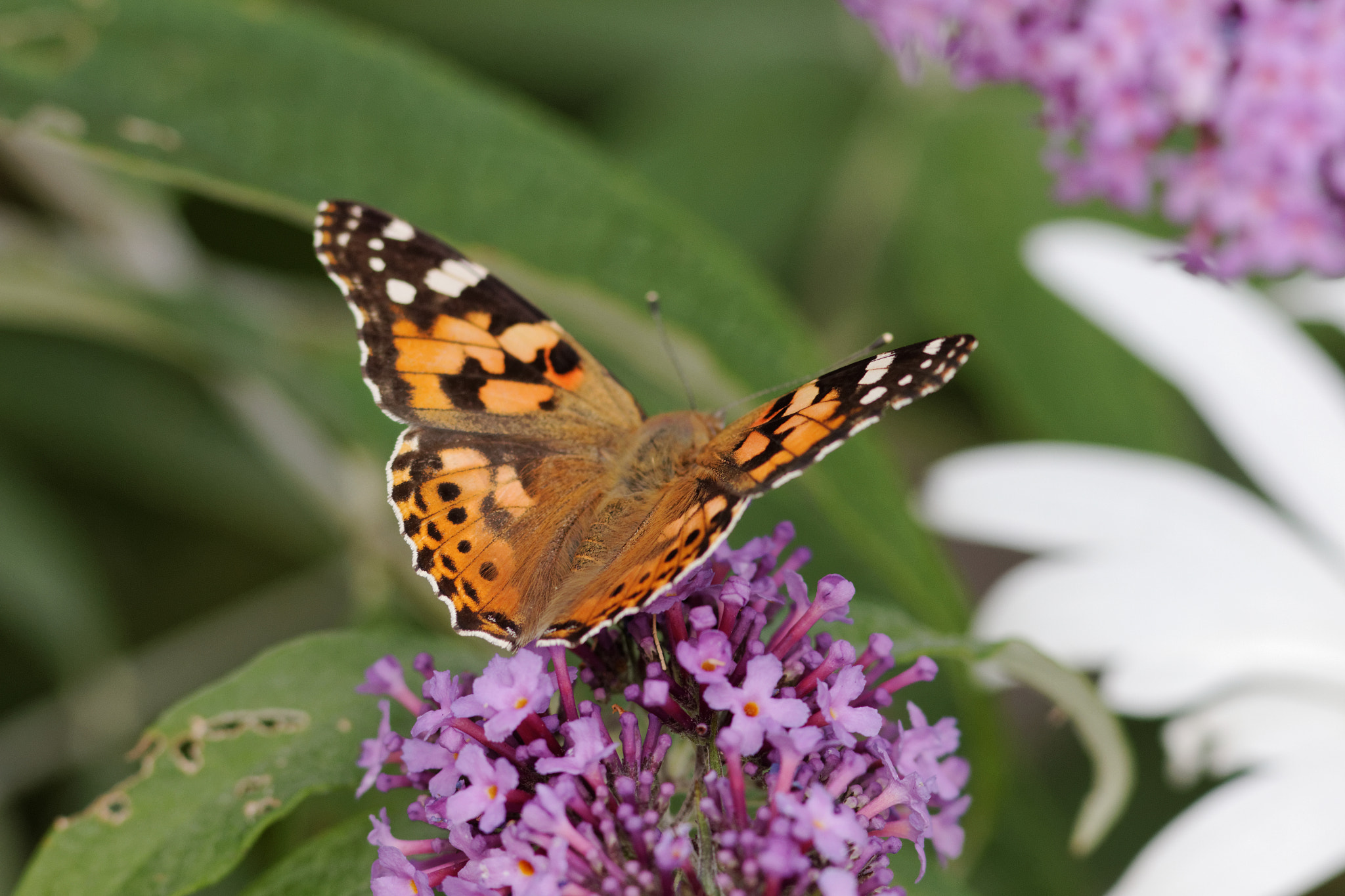 Canon EOS 60D + Canon EF 300mm F4L IS USM sample photo. Papillon qui butine. photography