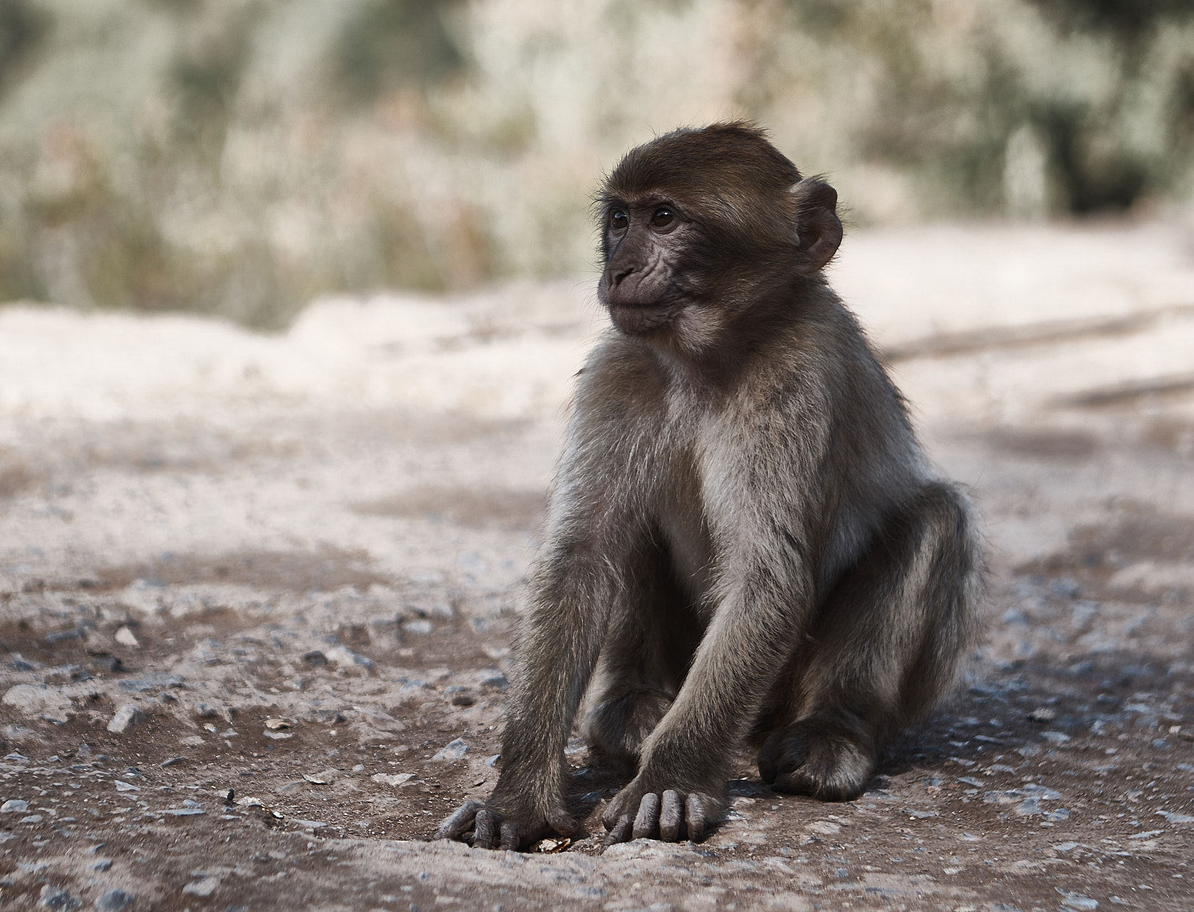 Canon EOS 7D Mark II sample photo. Monkey from ouzoud photography