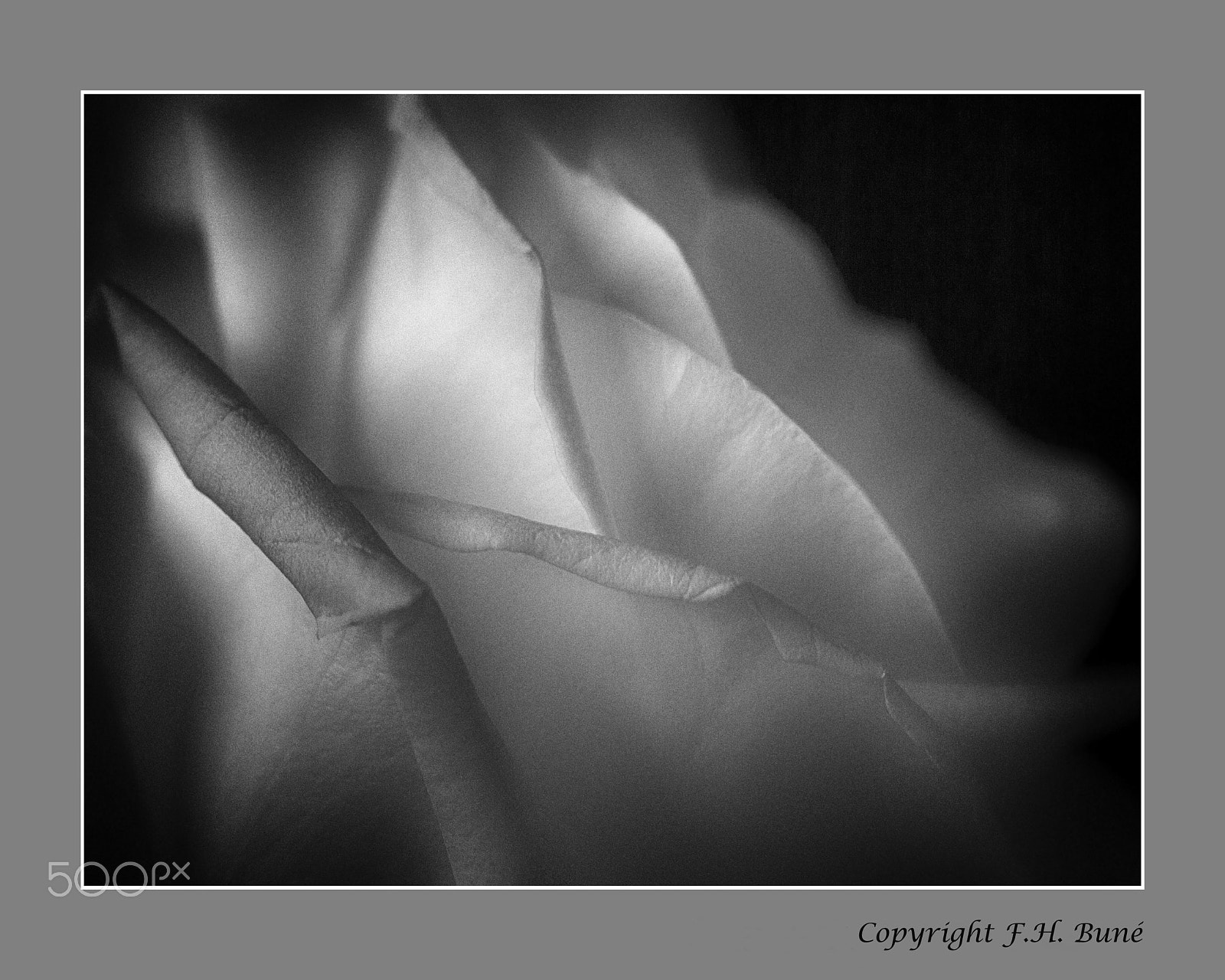 Nikon D200 sample photo. Rozen in b&w01 photography