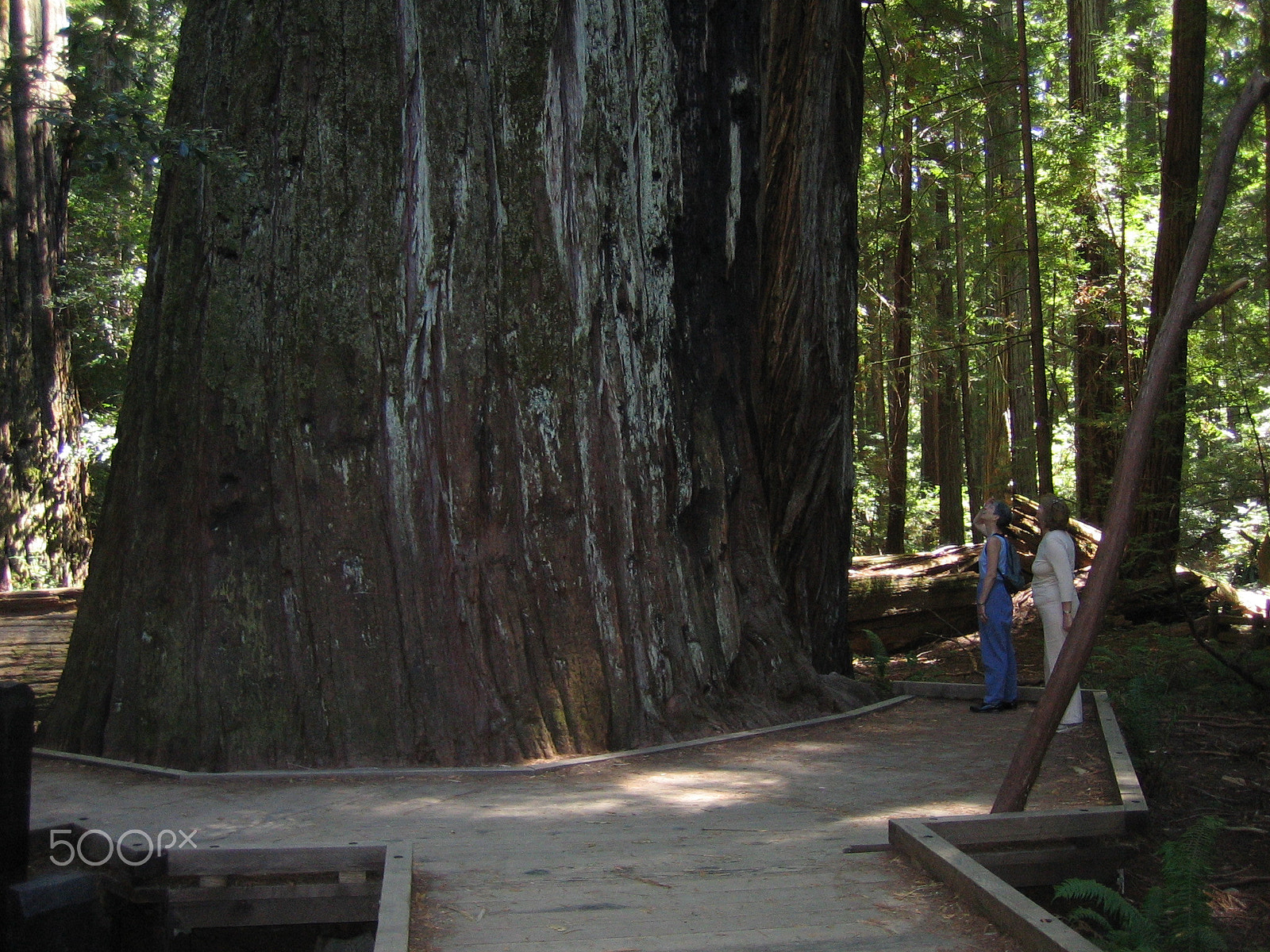 Canon POWERSHOT SD200 sample photo. Would you like to see a really  big tree - 363 feet high photography