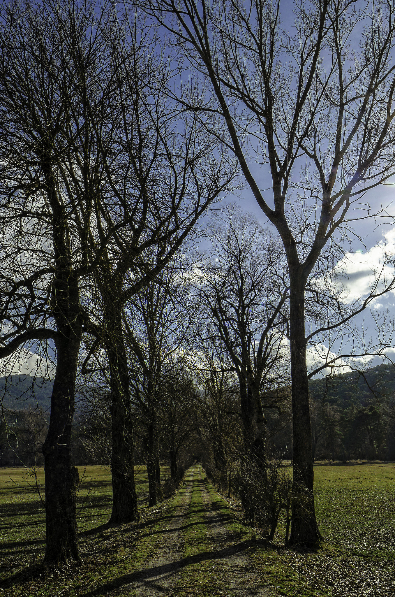 Samyang 14mm F2.8 ED AS IF UMC sample photo. Way under the trees photography