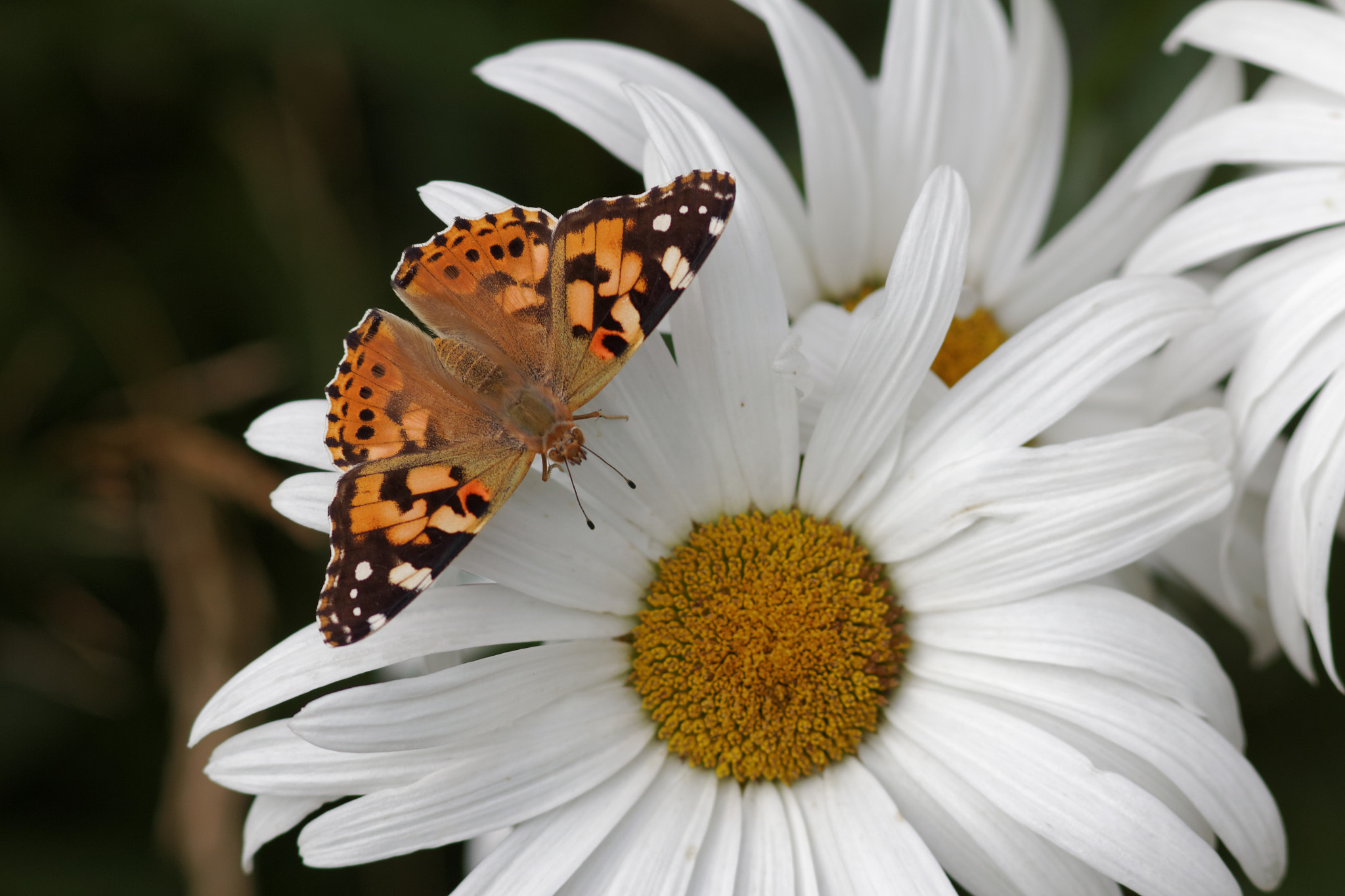 Canon EOS 60D + Canon EF 300mm F4L IS USM sample photo. Papillon sur marguerite photography