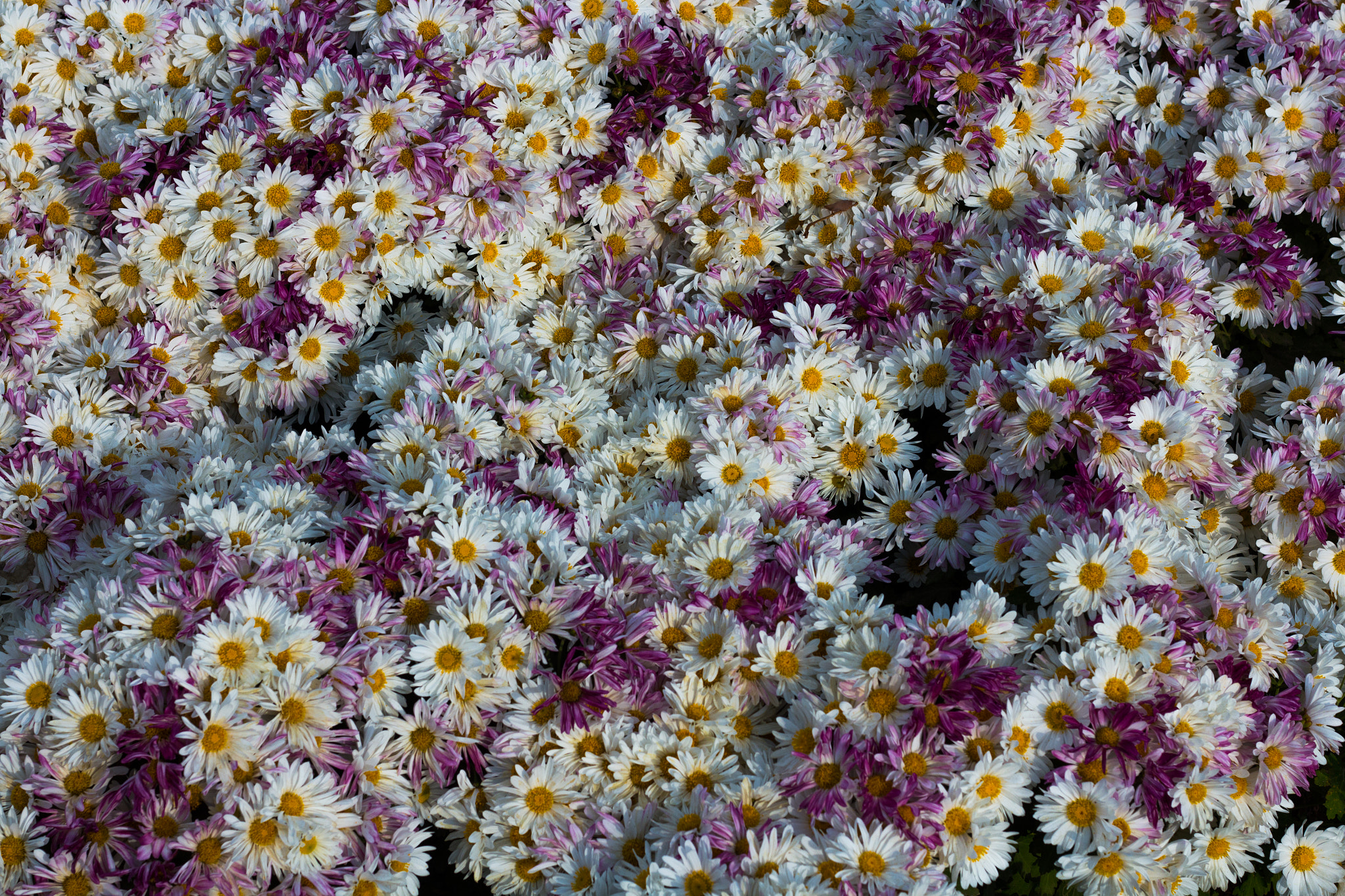 Canon EOS 650D (EOS Rebel T4i / EOS Kiss X6i) + Canon EF 50mm F1.8 STM sample photo. Flowers photography