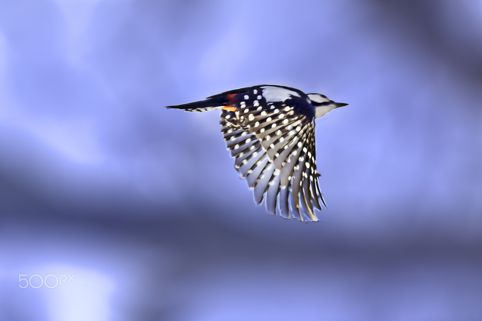 Sigma 70-200mm F2.8 EX DG OS HSM sample photo. Woodpecker photography