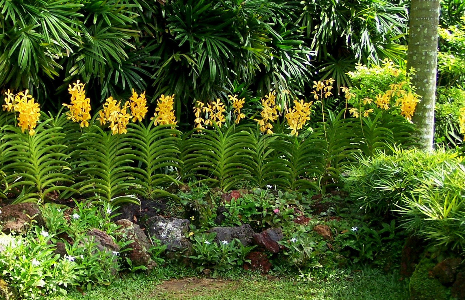 Kodak DX7590 ZOOM DIGITAL CAMERA sample photo. Singapore botanical gardens photography