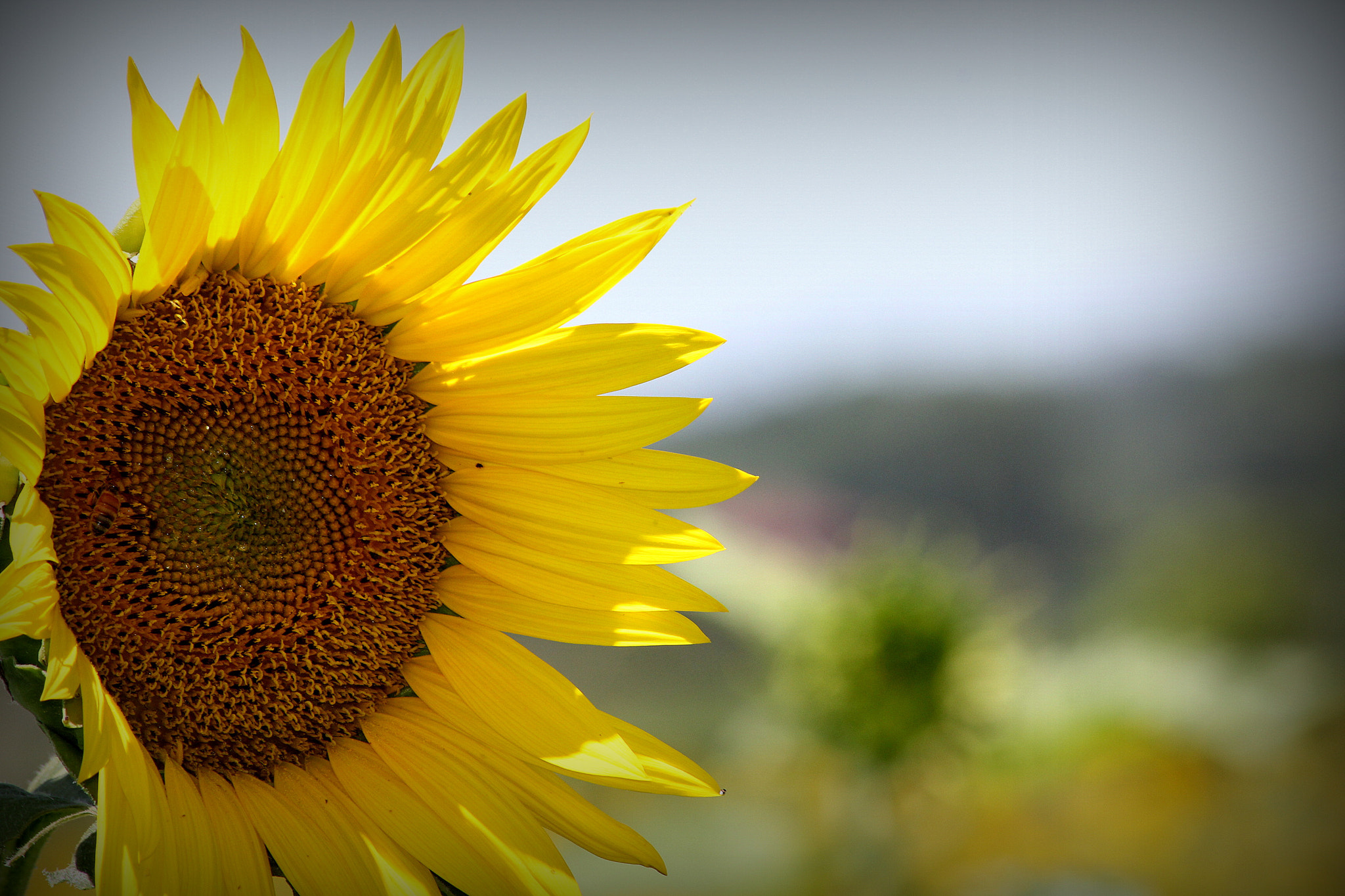 Canon EF 70-300mm F4-5.6 IS USM sample photo. Sunflower farm in bloom photography