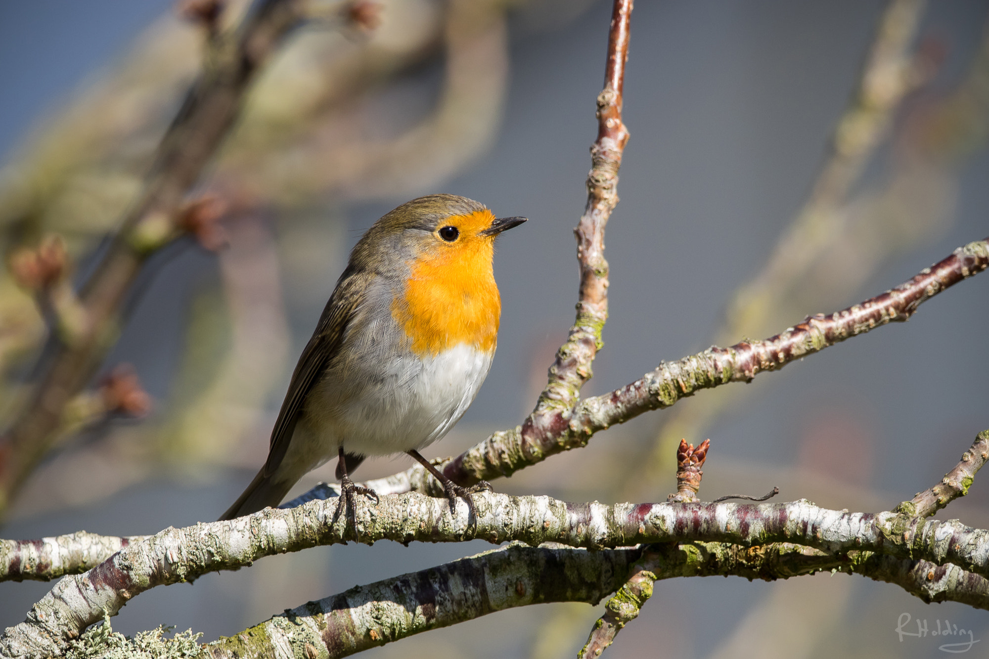 Olympus OM-D E-M1 + M.300mm F4.0 + MC-14 sample photo. Robin photography