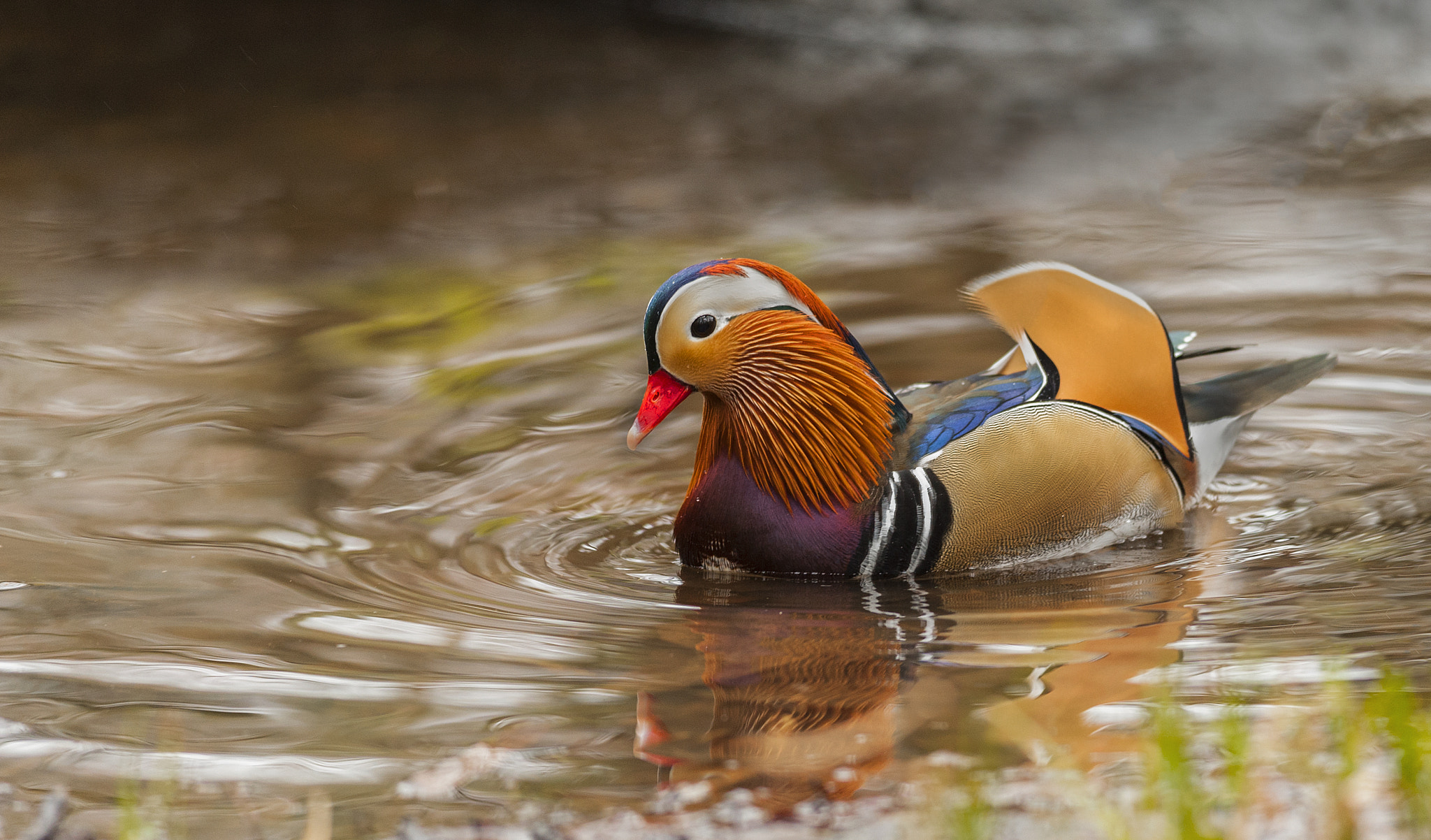 Nikon D700 + Nikon AF-S Nikkor 300mm F4D ED-IF sample photo. Mandarin duck photography