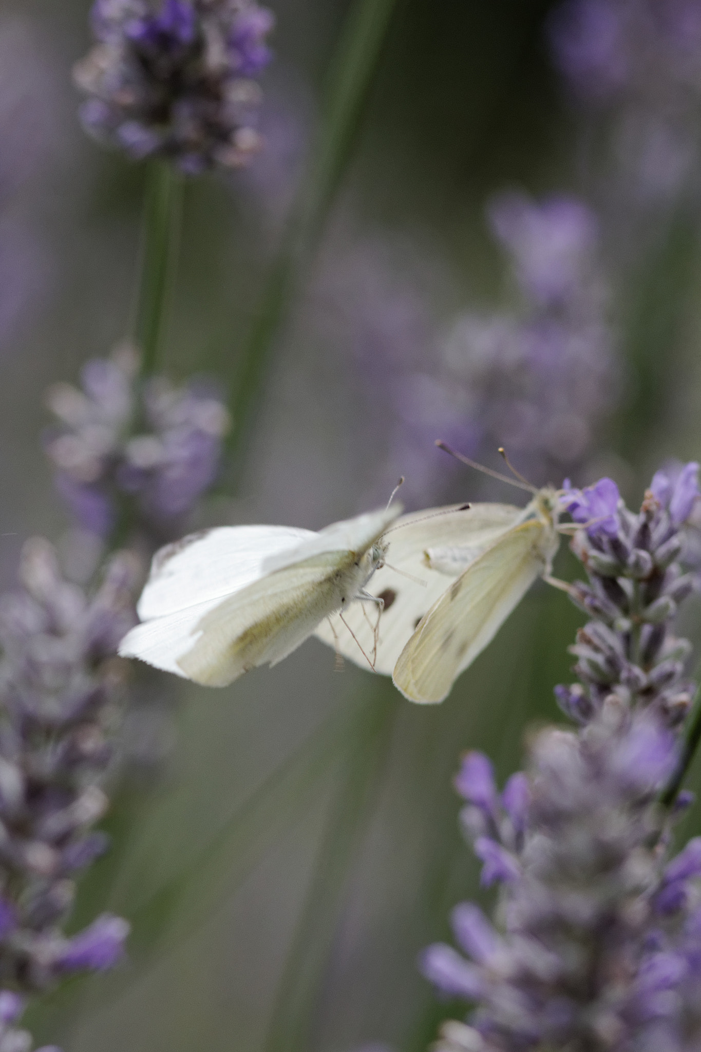 Canon EOS 60D + Canon EF 300mm F4L IS USM sample photo. Rencontre sur fleur de lavande. photography