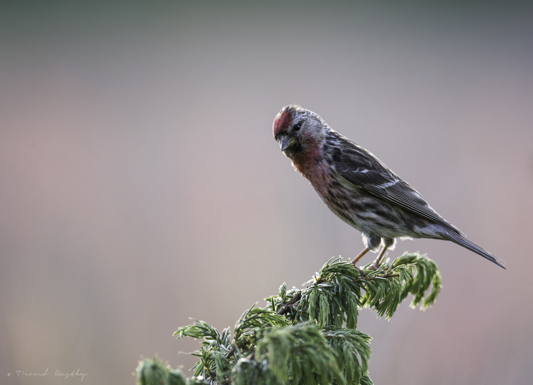 Nikon AF-S Nikkor 300mm F2.8G ED VR II sample photo. Common redpoll photography