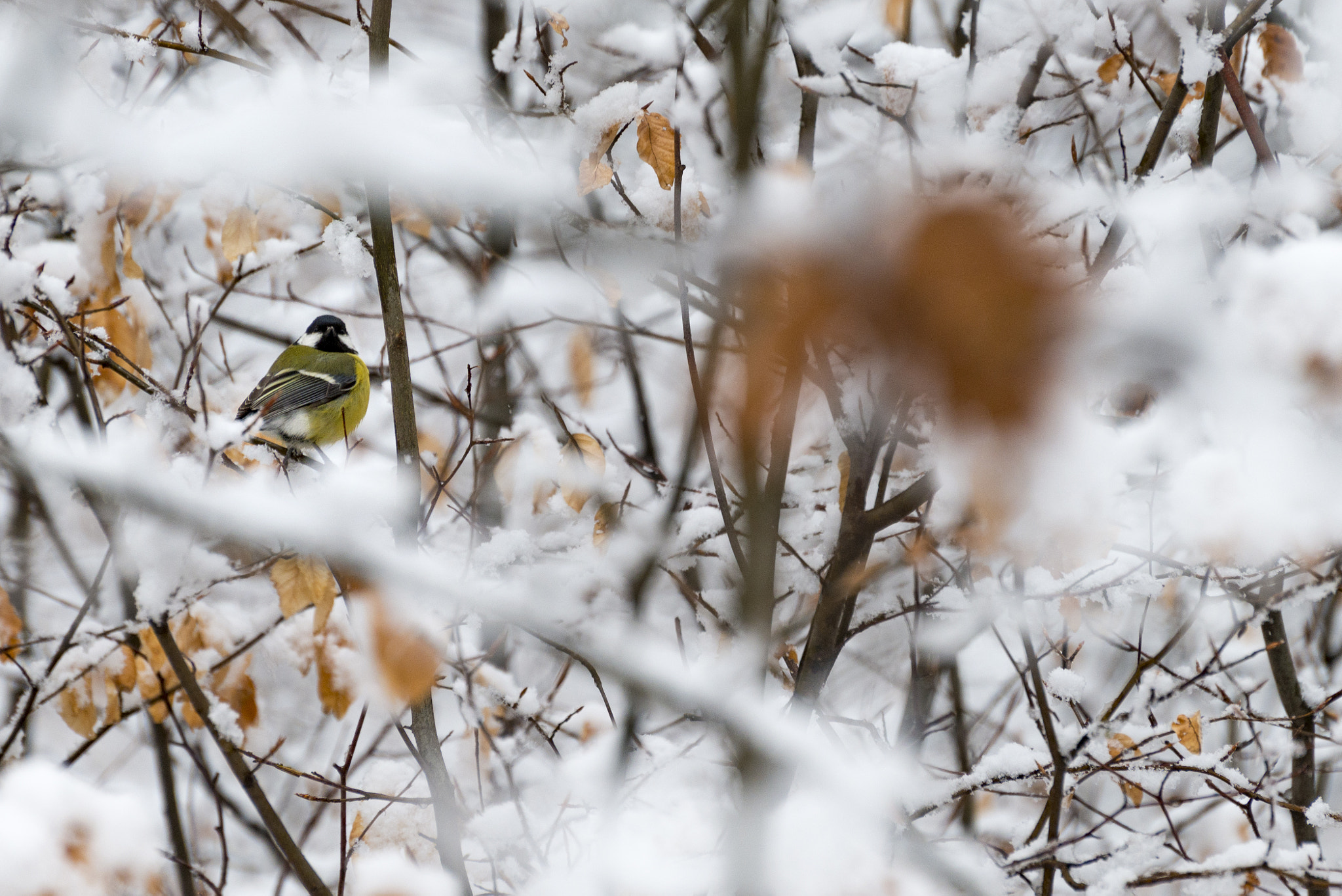 Nikon D800 sample photo. Tit bird photography