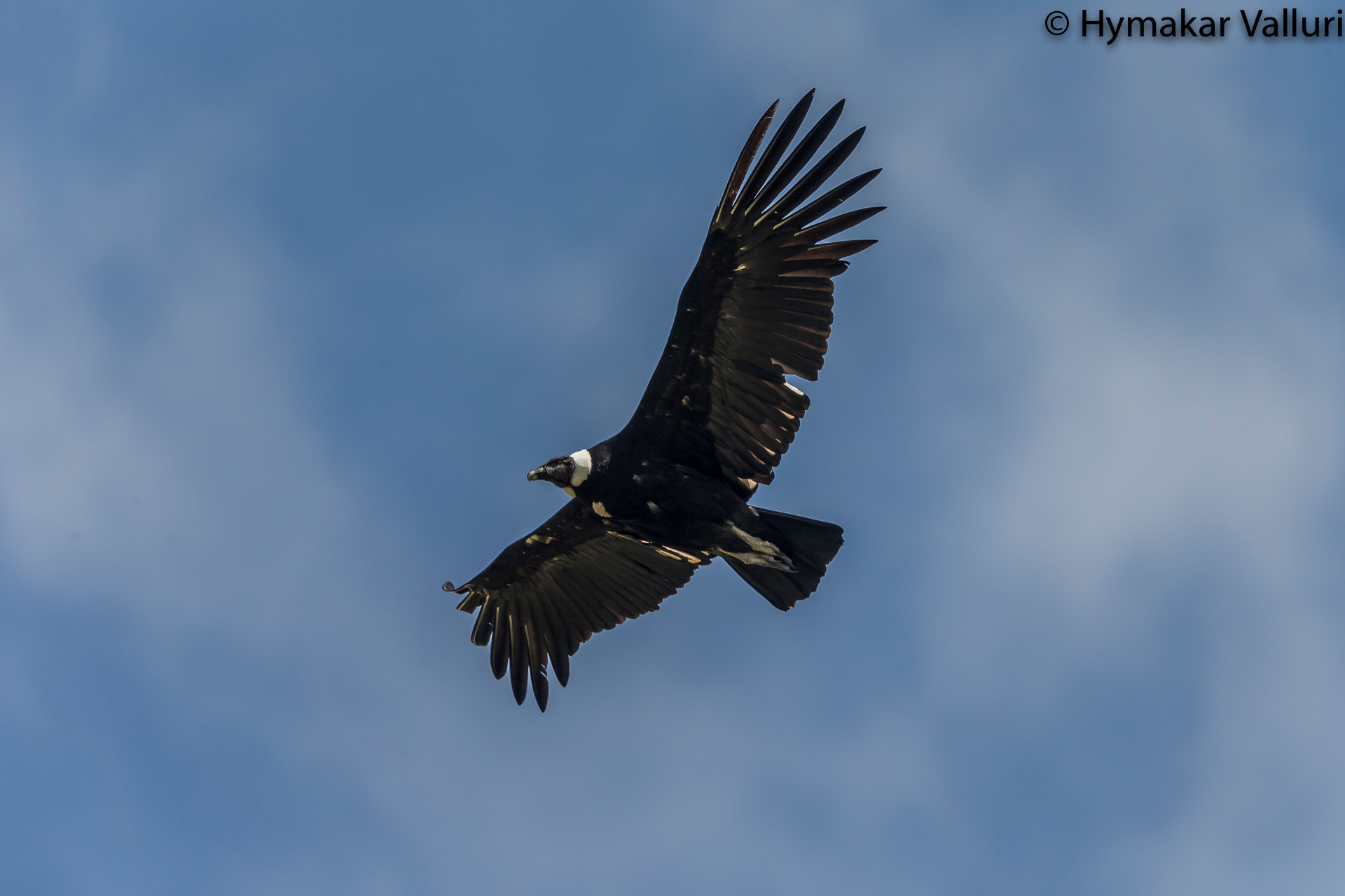 Canon EF 500mm F4L IS II USM sample photo. Andean condour photography