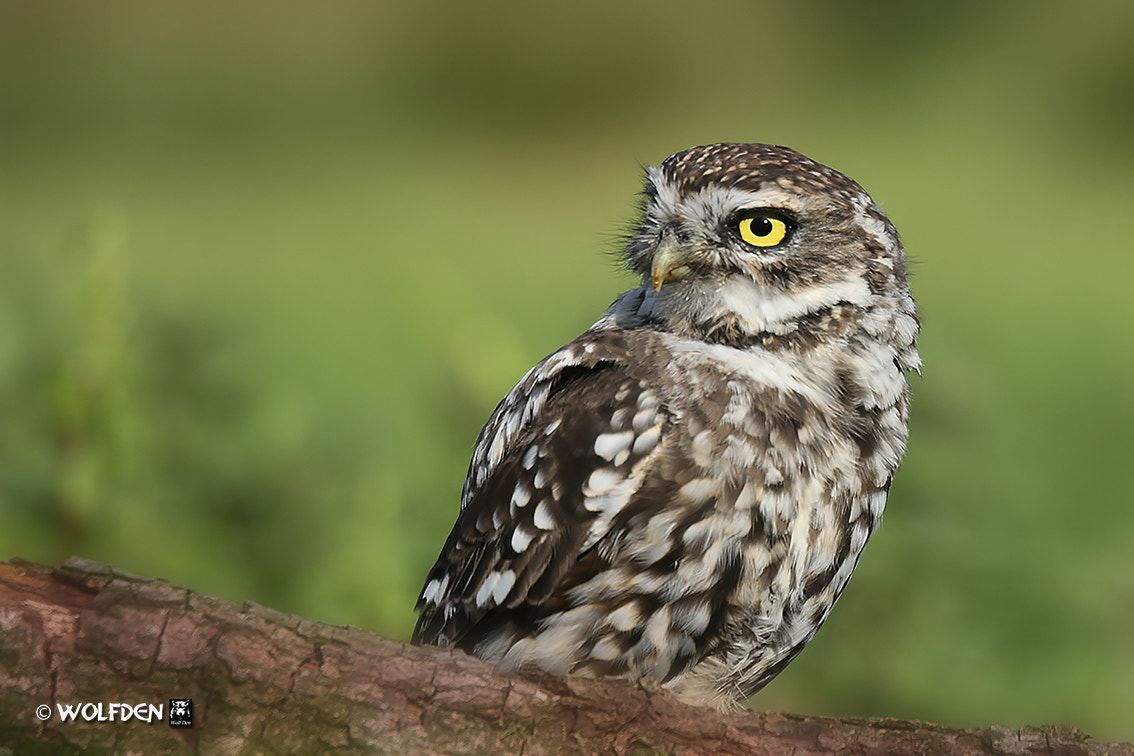 Canon EOS 7D + Canon EF 70-300mm F4.5-5.6 DO IS USM sample photo. Little owl photography