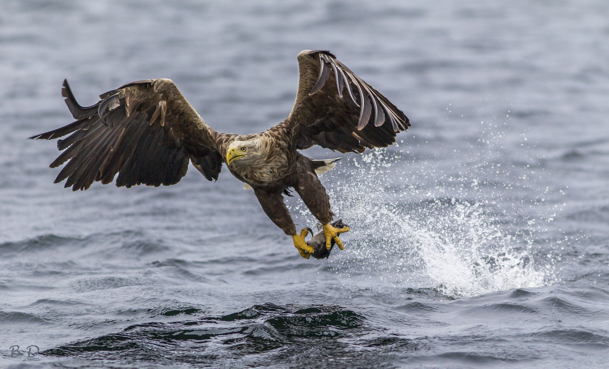 Canon EF 300mm F4L IS USM sample photo. Chatch the fish photography