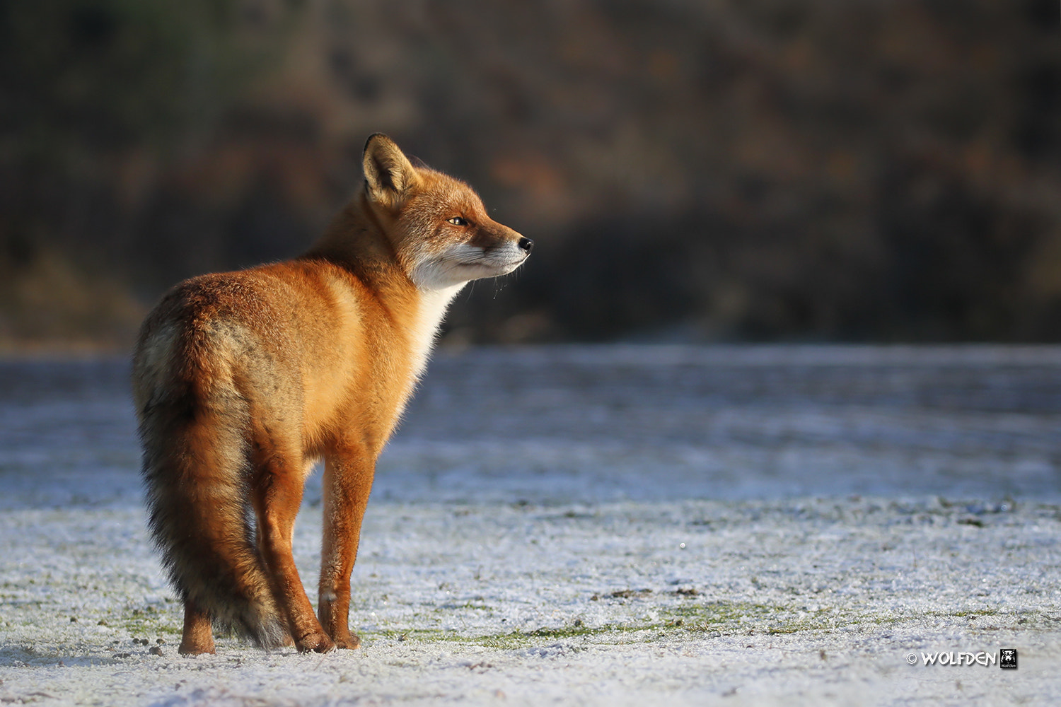 Canon EOS 7D + Canon EF 100-400mm F4.5-5.6L IS II USM sample photo. Fox photography