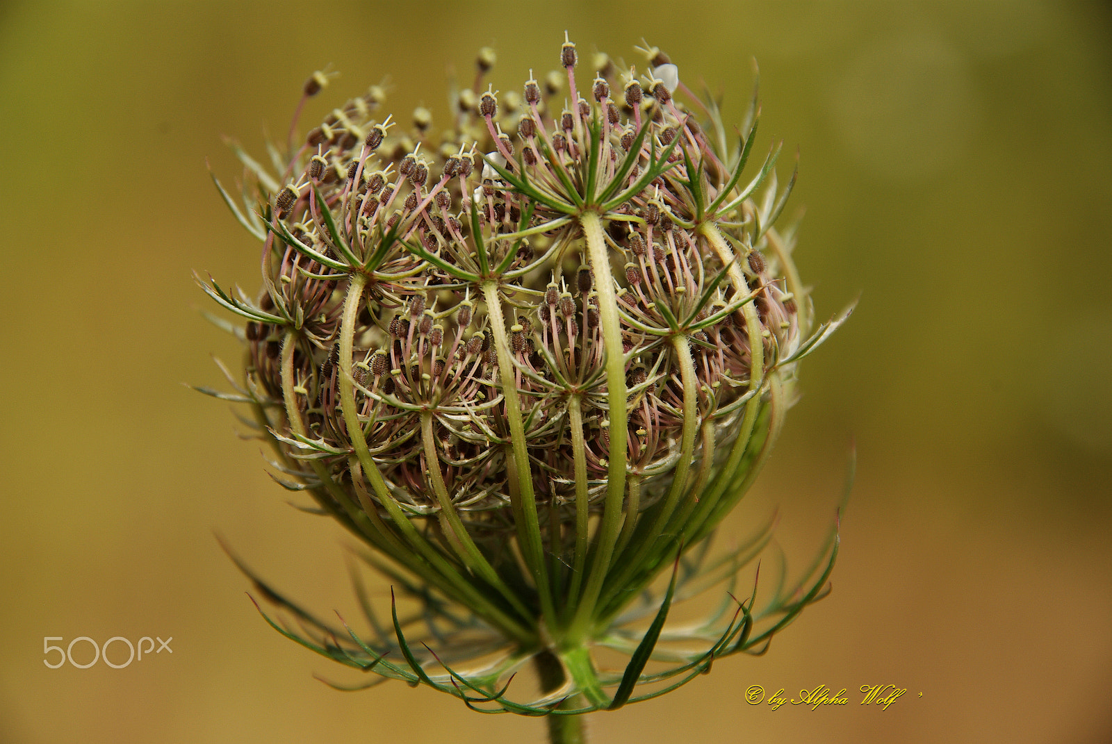 Pentax K10D sample photo. Wildflower photography