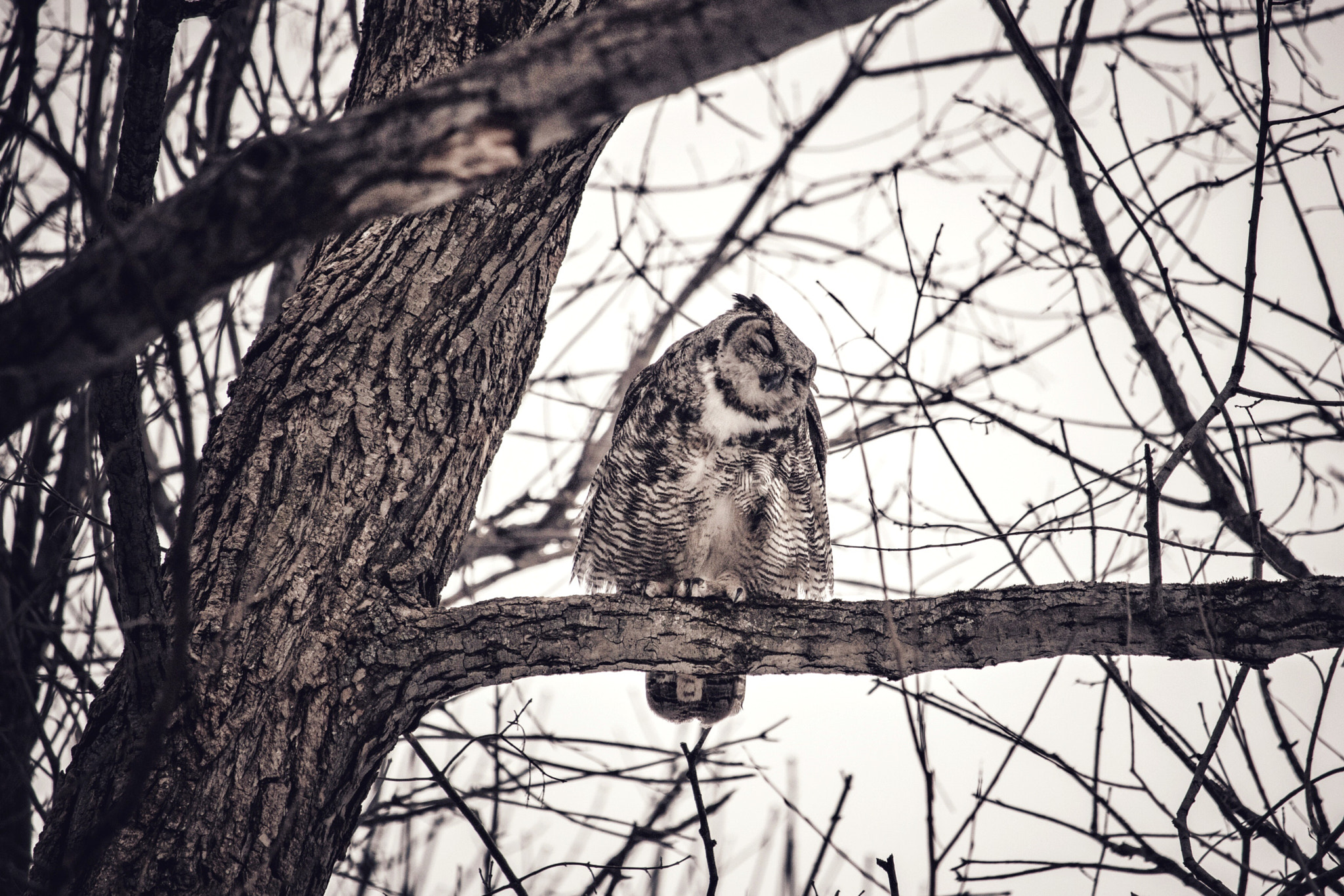 Canon EF-S 55-250mm F4-5.6 IS STM sample photo. À happy owl photography