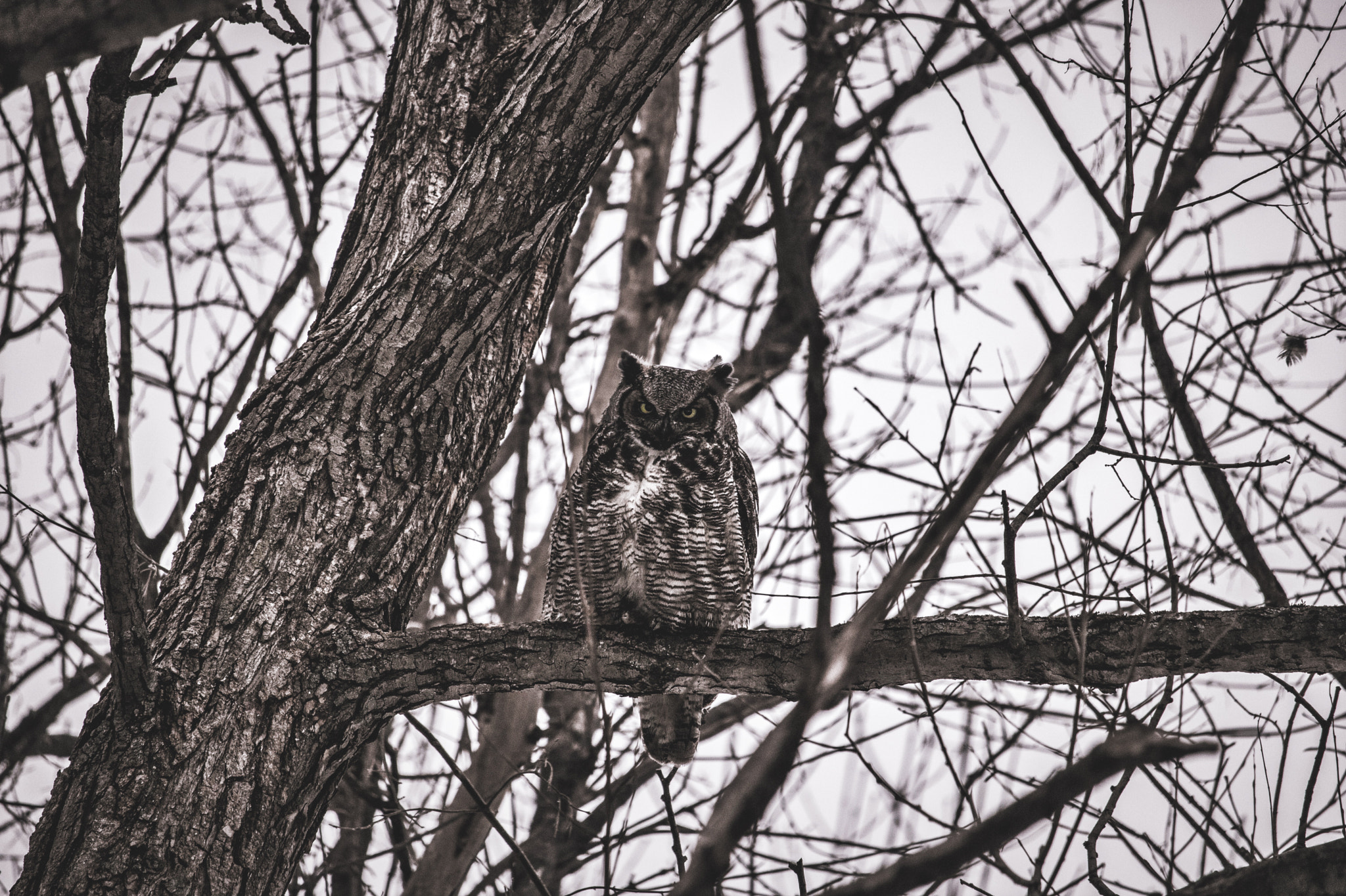 Canon EOS 760D (EOS Rebel T6s / EOS 8000D) + Canon EF-S 55-250mm F4-5.6 IS STM sample photo. À serious owl photography