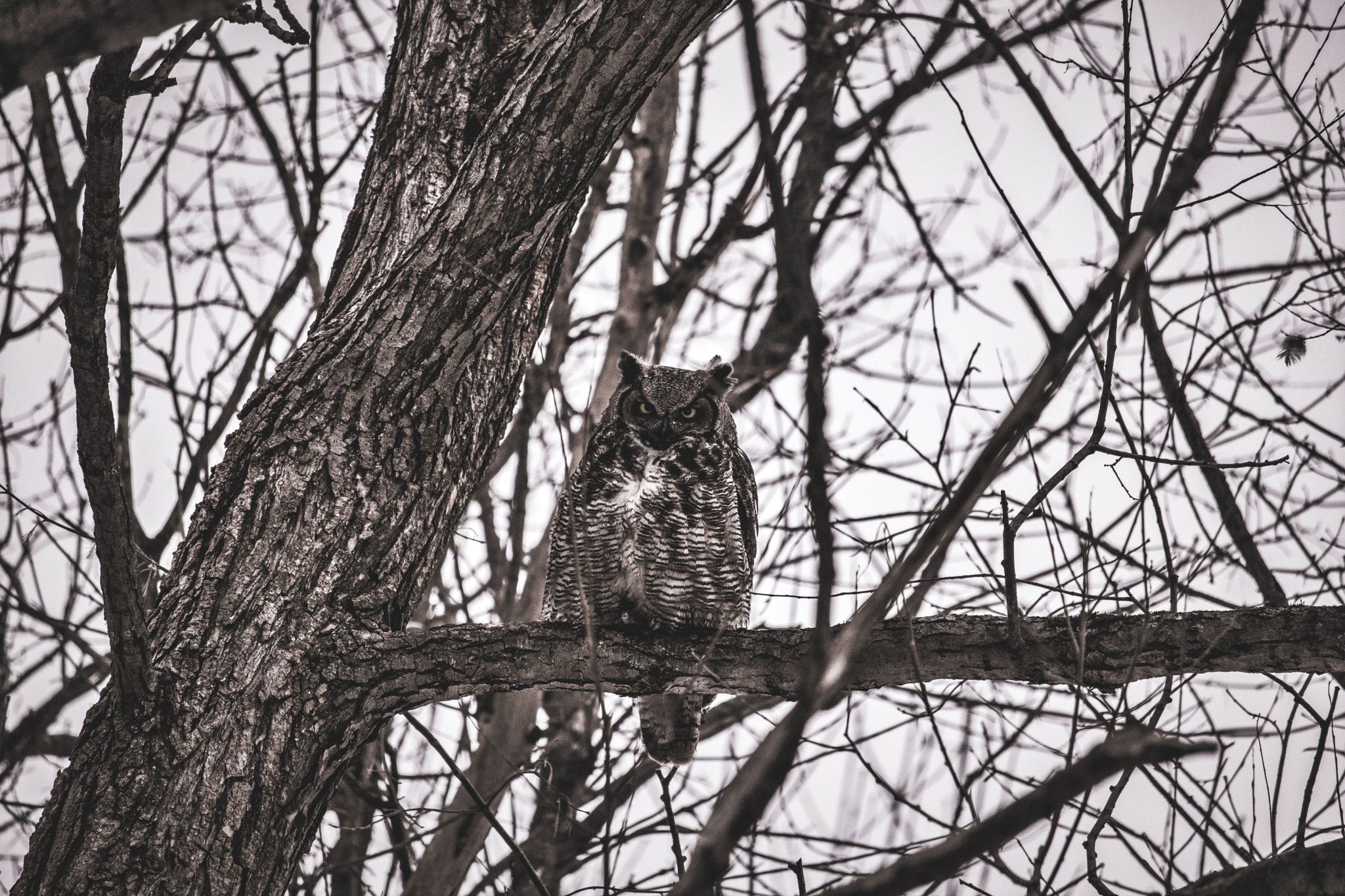 Canon EF-S 55-250mm F4-5.6 IS STM sample photo. À serious owl photography