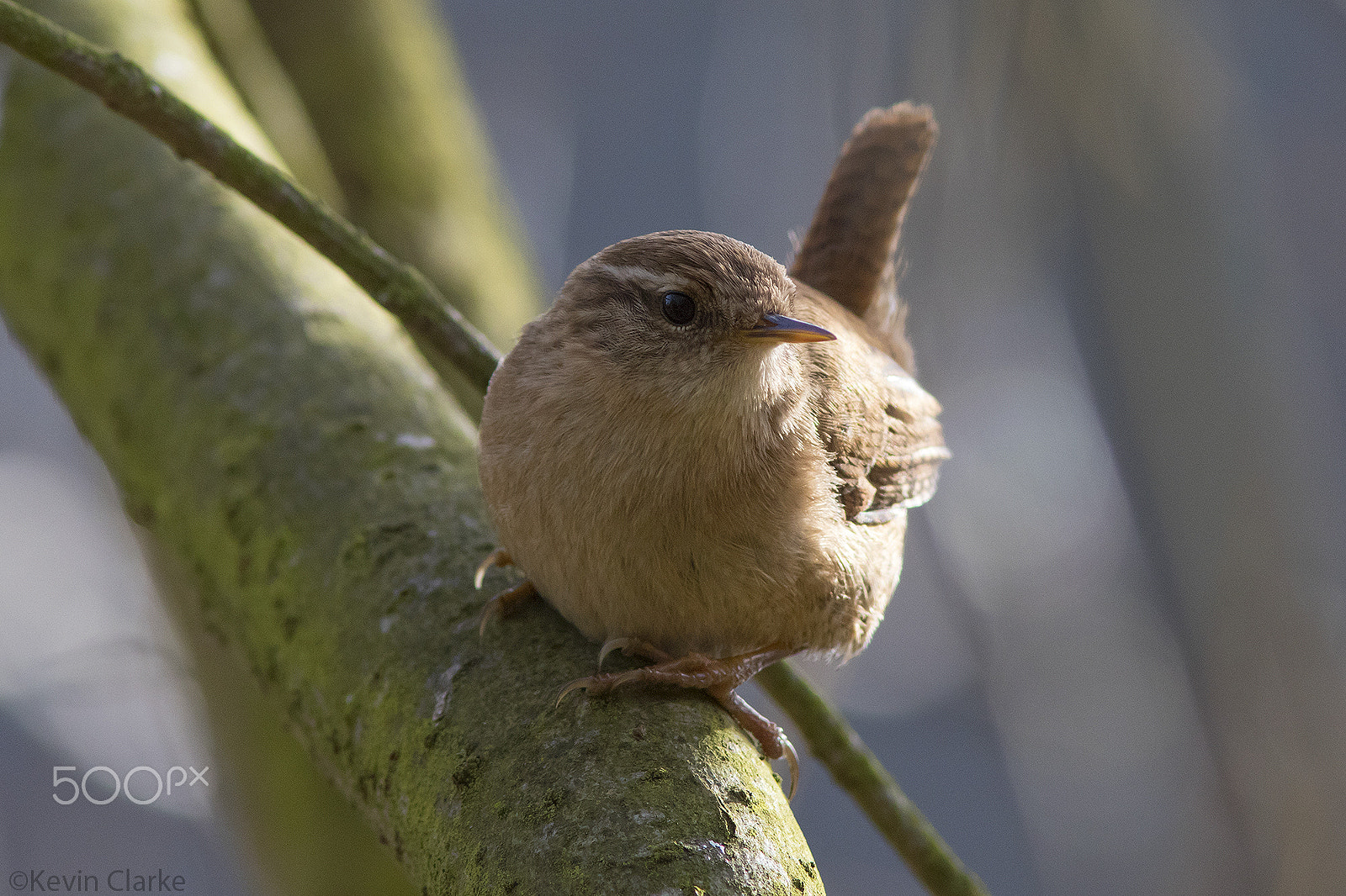 Canon EF 300mm F4L IS USM sample photo. Backlit jenny wren(troglodytes troglodytes) photography