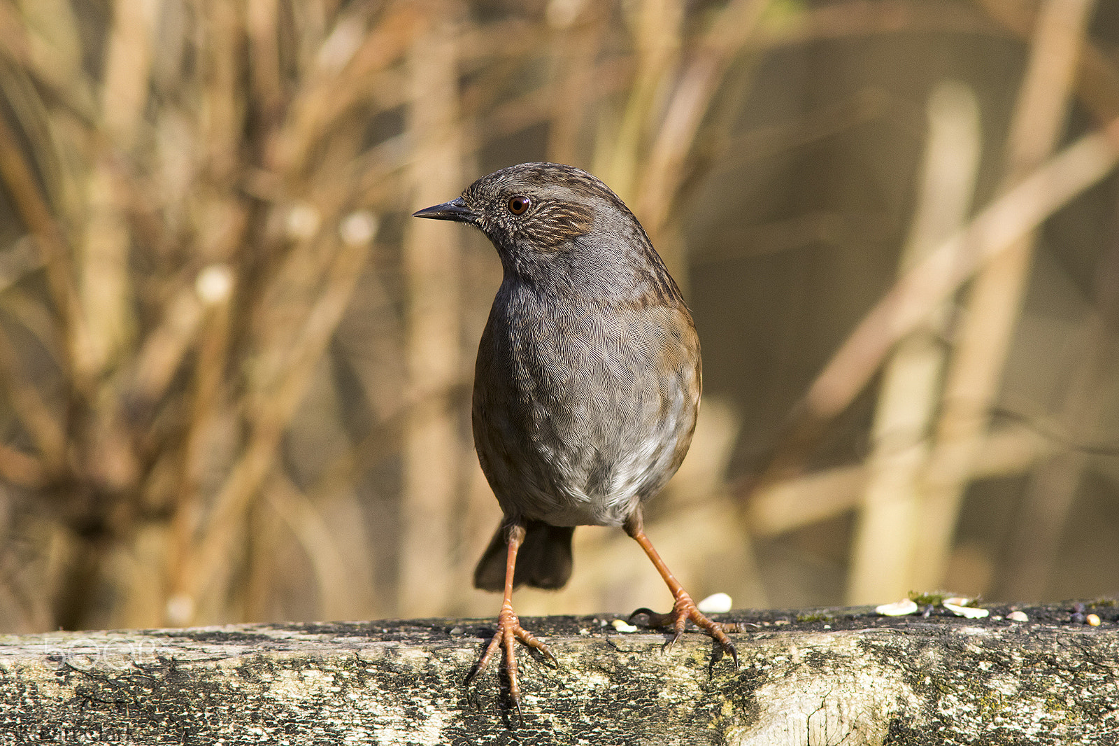 Canon EF 300mm F4L IS USM sample photo. Dunnock(prunella modularis) photography