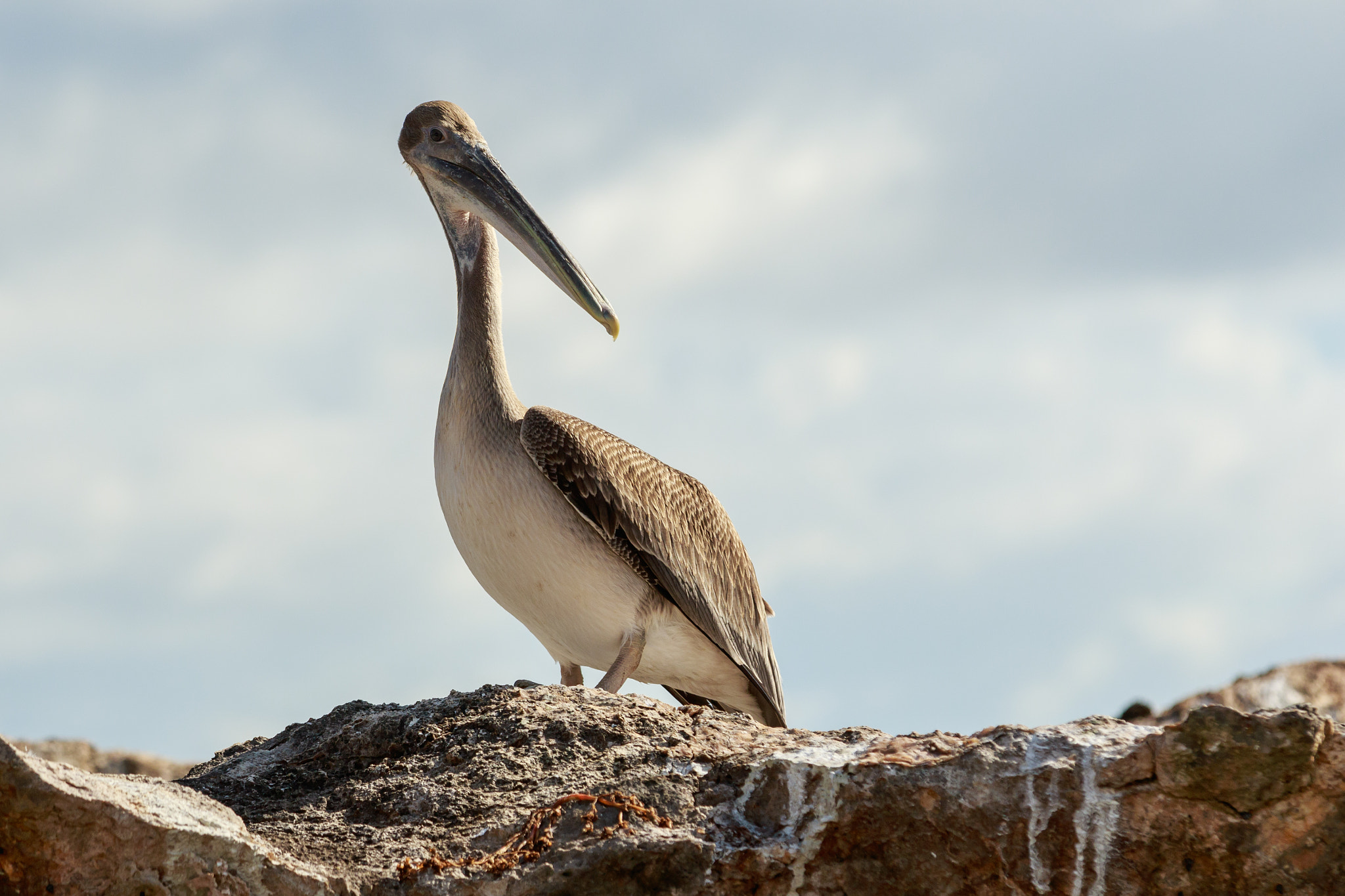 Canon EF 70-200mm F4L IS USM sample photo. Pelican portrait photography