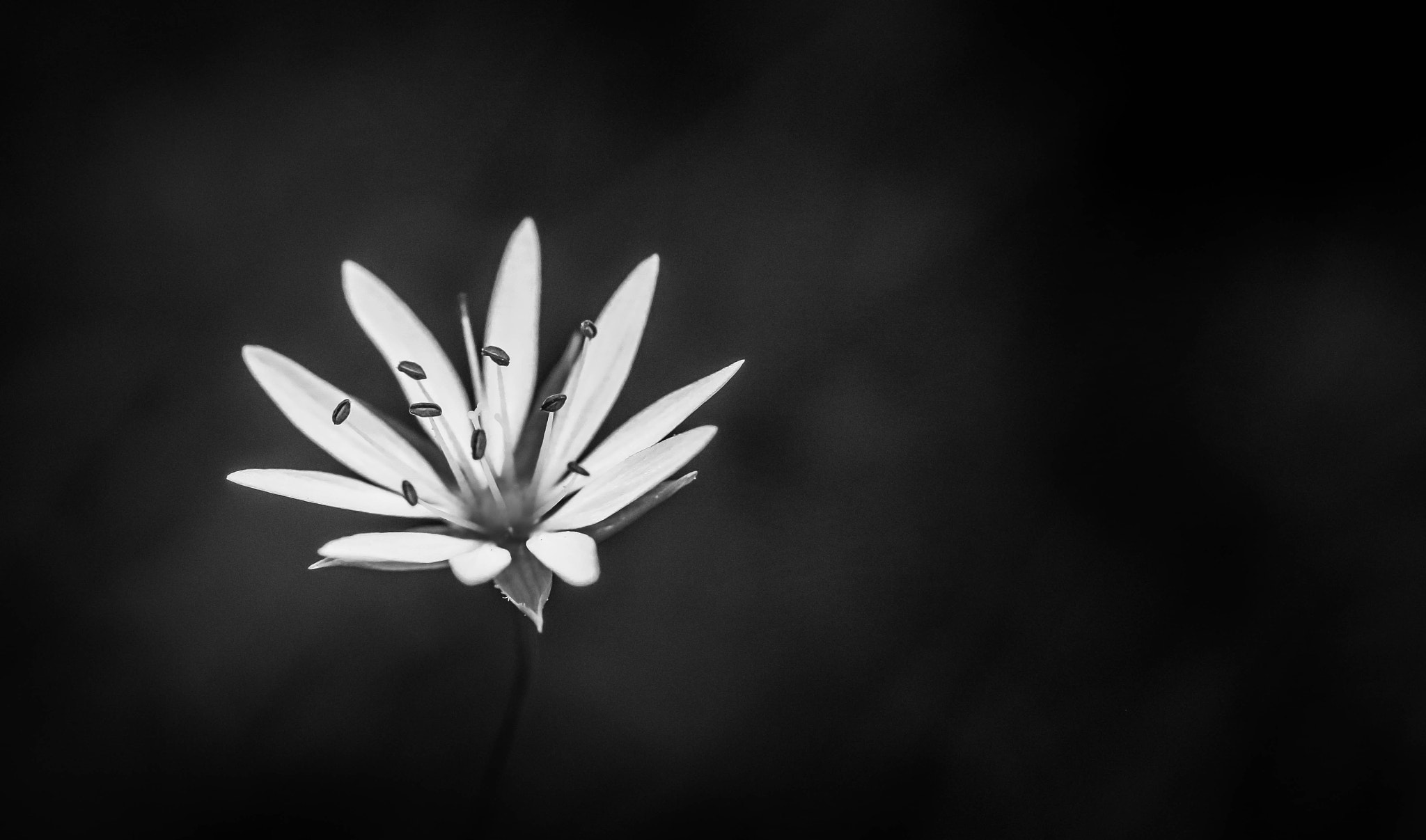 Canon EF-S 60mm F2.8 Macro USM sample photo. Black and white photography
