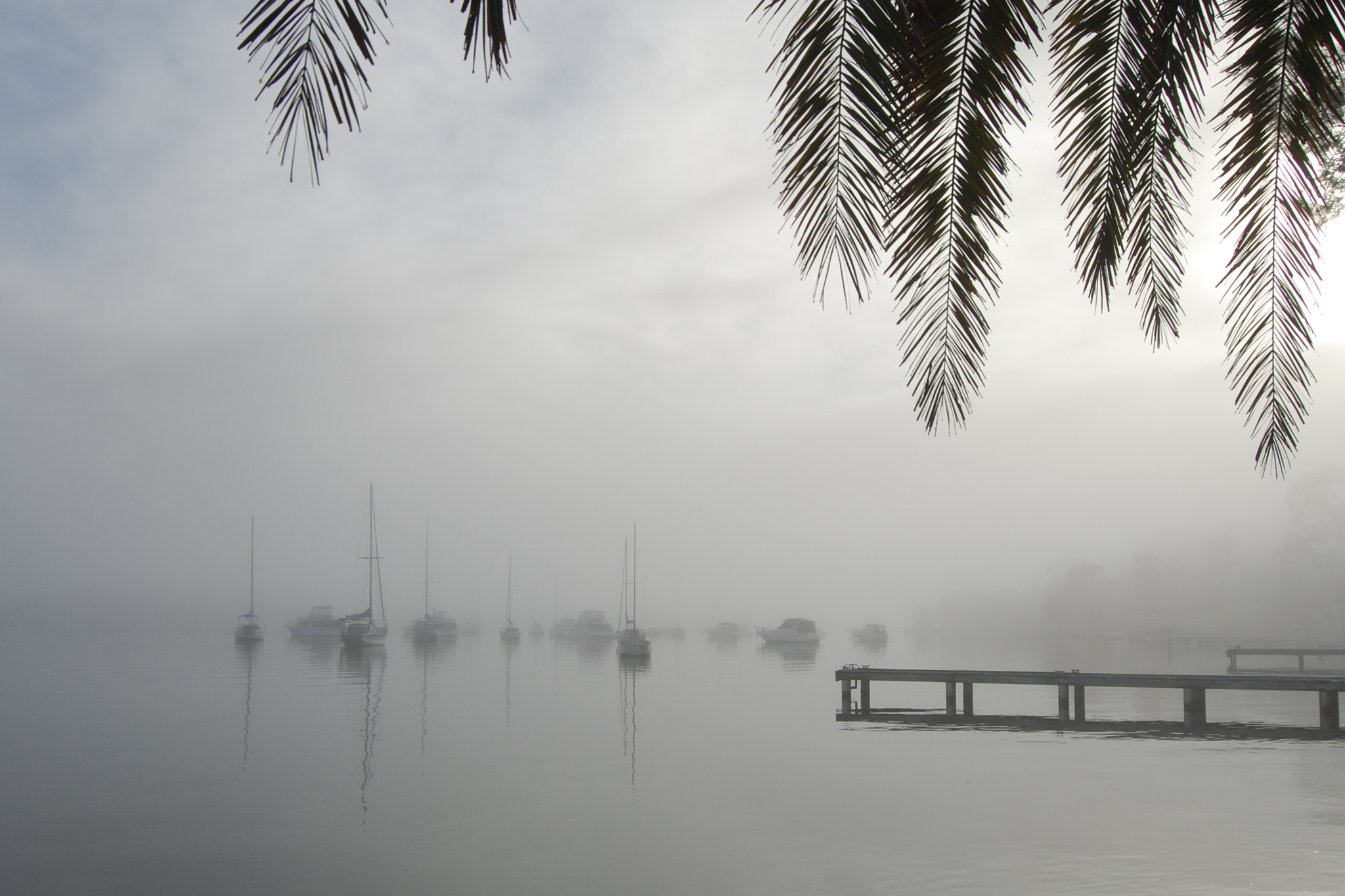 Nikon D80 sample photo. Foreshore palms photography