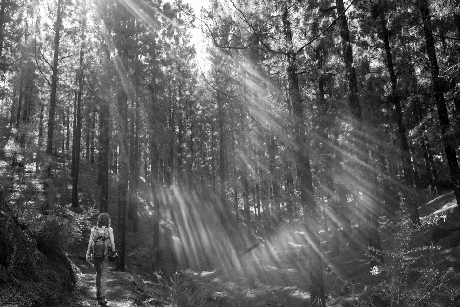 Leica Tri-Elmar-M 16-18-21mm F4 ASPH sample photo. Forest photography