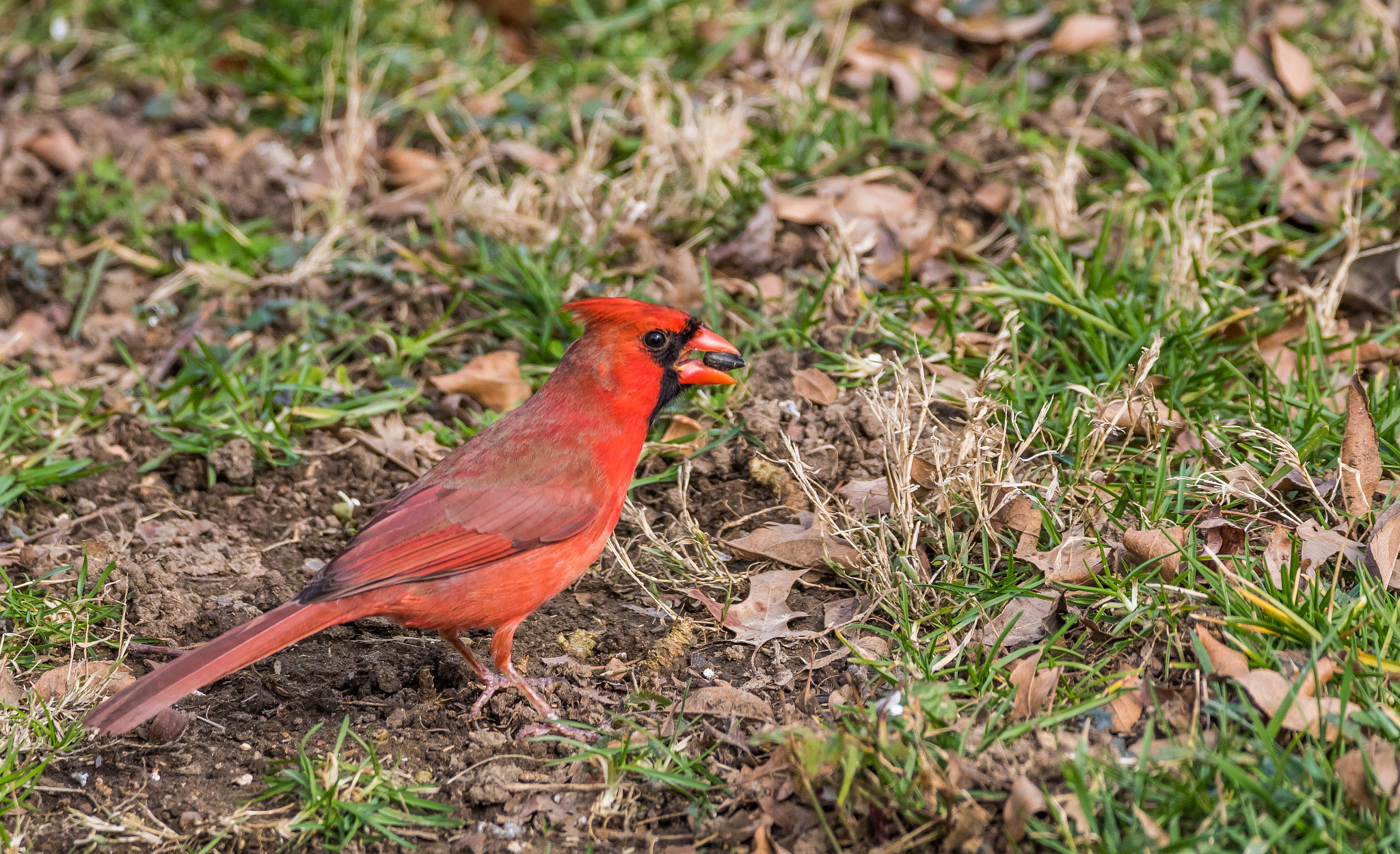 Canon EOS 750D (EOS Rebel T6i / EOS Kiss X8i) sample photo. Cardinal eating a seed photography