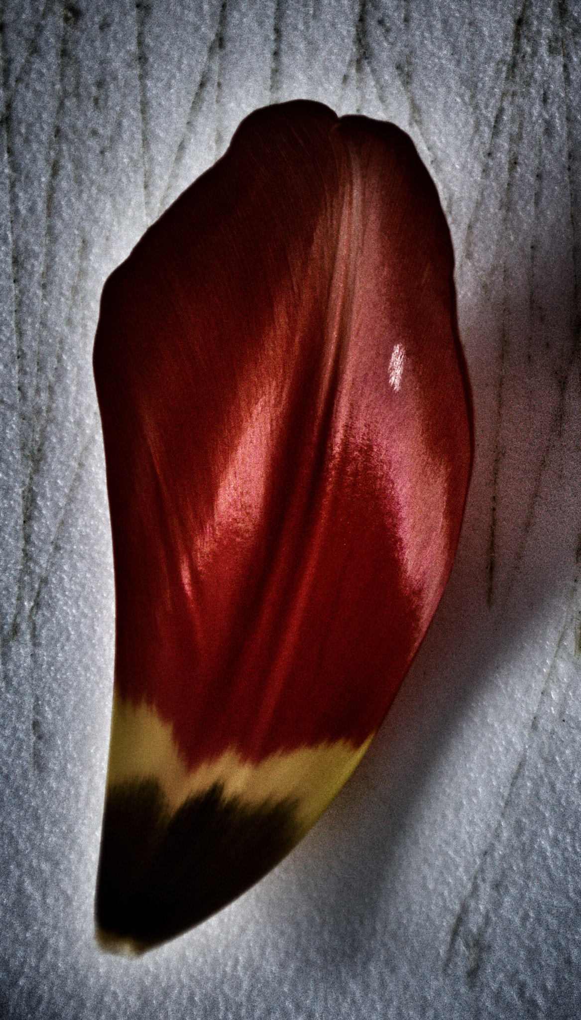 Canon EOS 70D sample photo. 'the german tulip' (black-red-yellow/gold) photography