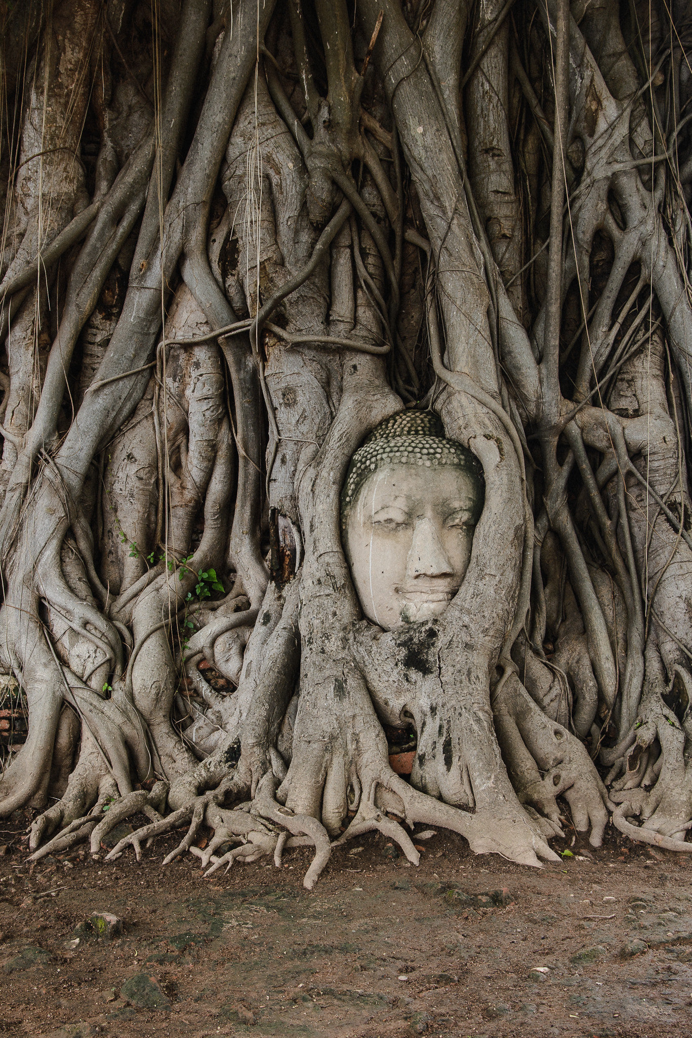 Nikon D610 + AF Zoom-Nikkor 28-80mm f/3.5-5.6D sample photo. Hidden buddha photography