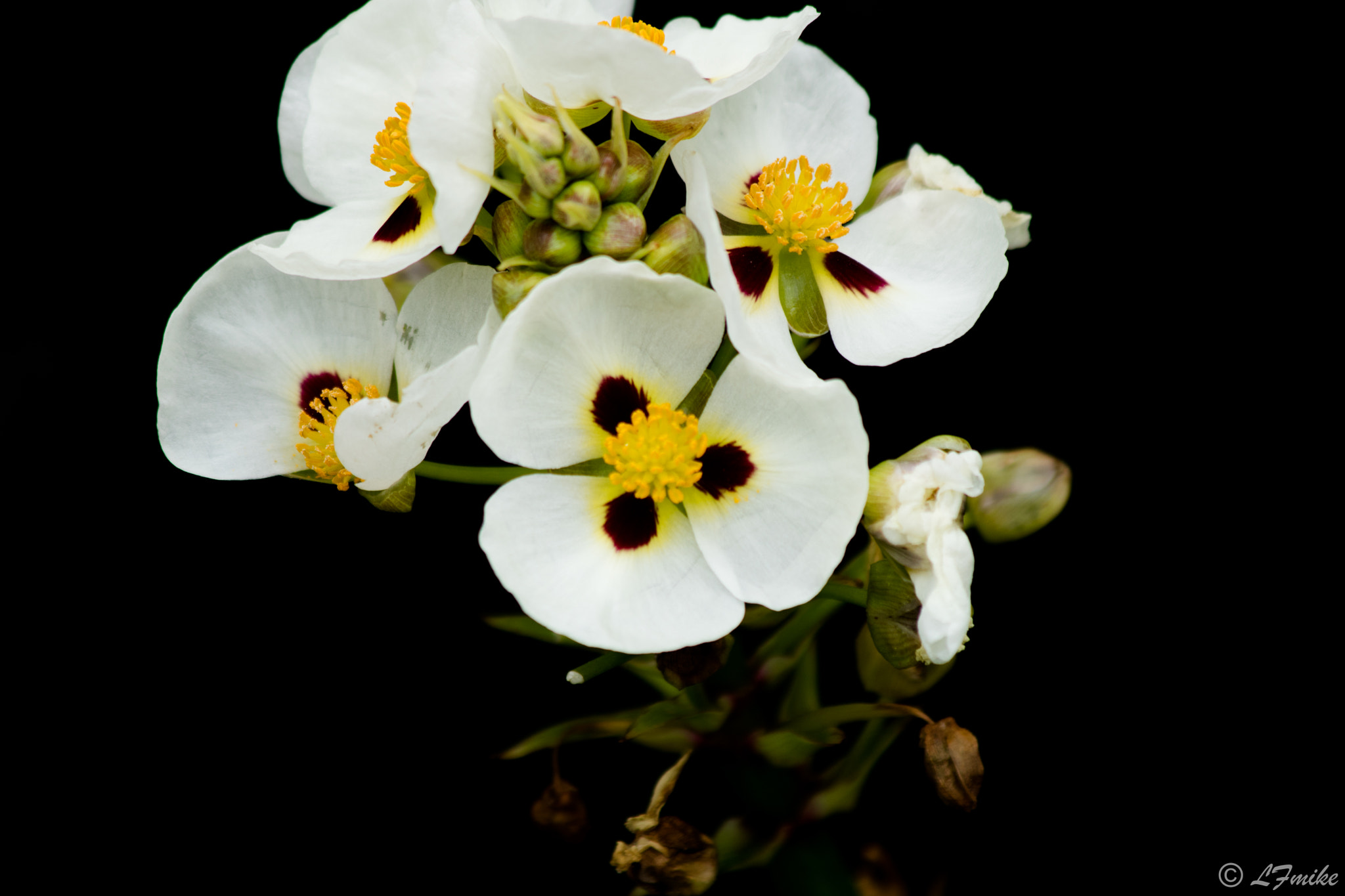 Canon EF 70-300mm F4-5.6 IS USM sample photo. White flower photography