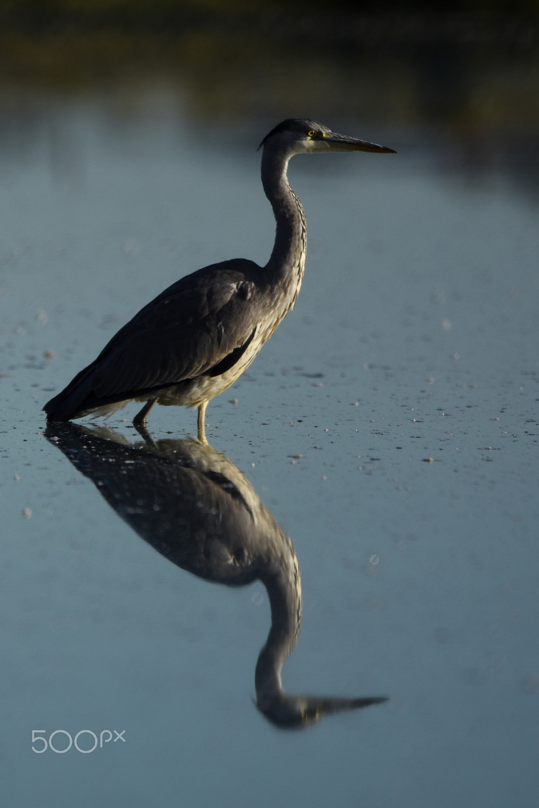 Tamron SP 150-600mm F5-6.3 Di VC USD sample photo. Grey heron reflection photography
