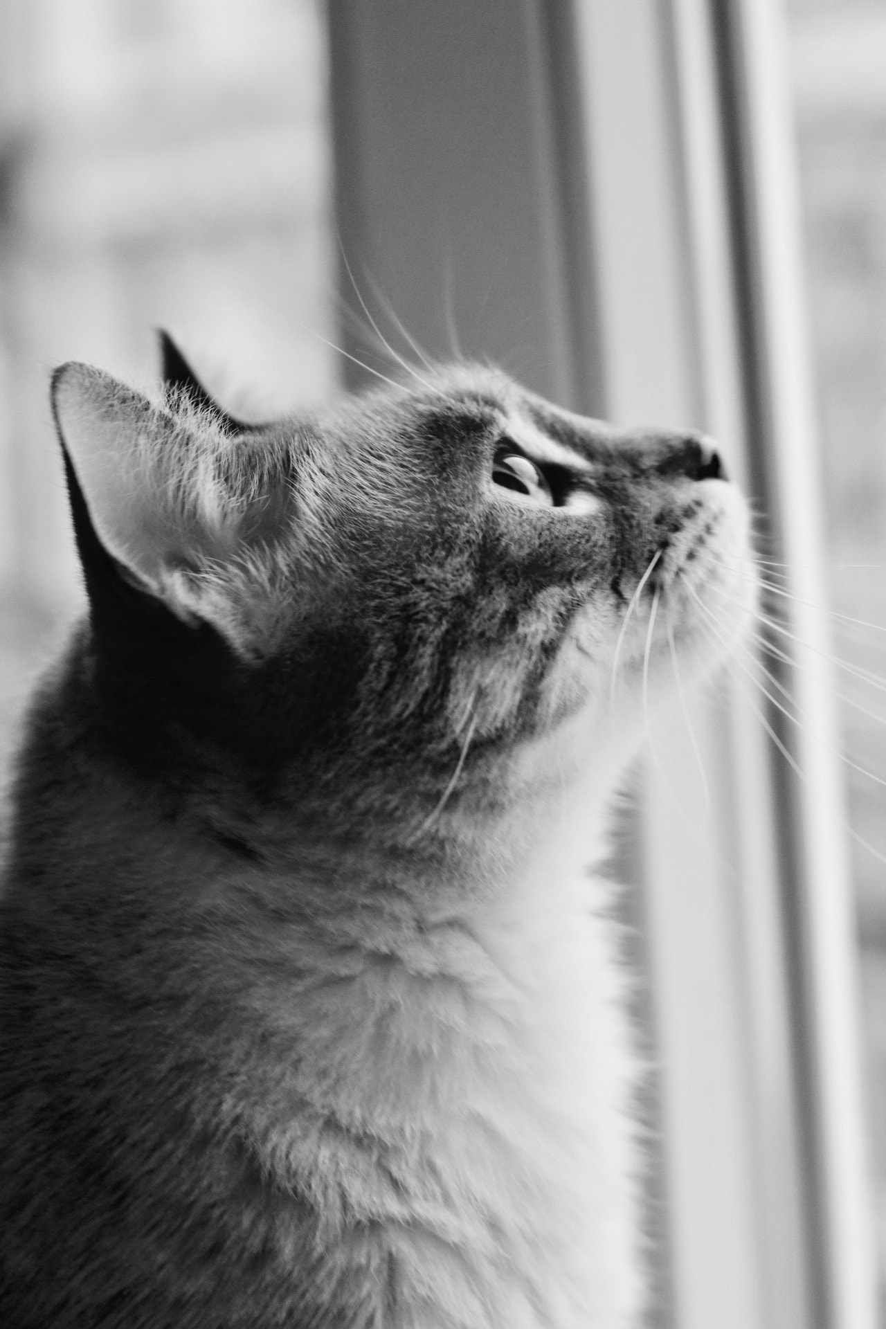 Canon EOS 760D (EOS Rebel T6s / EOS 8000D) sample photo. Cat staring at the sky photography