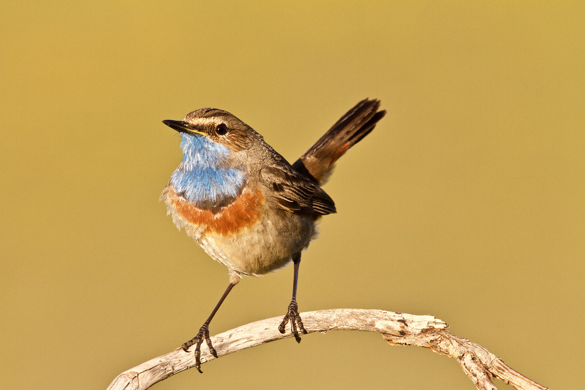 Canon EOS 7D + Canon EF 500mm F4L IS USM sample photo. The bluethroat photography