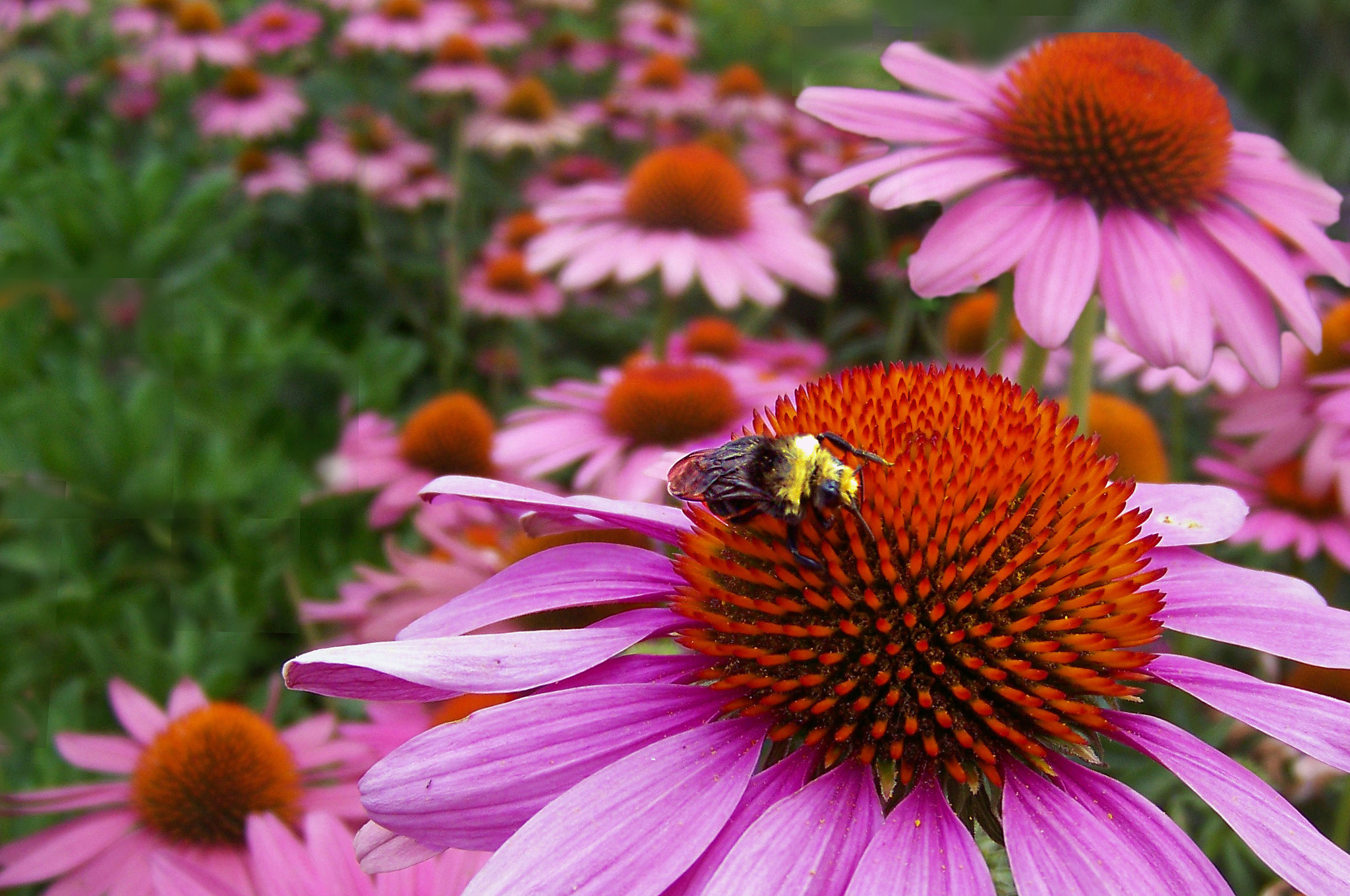 Kodak Z712 IS ZOOM DIGITAL CAMERA sample photo. Bee paradise photography