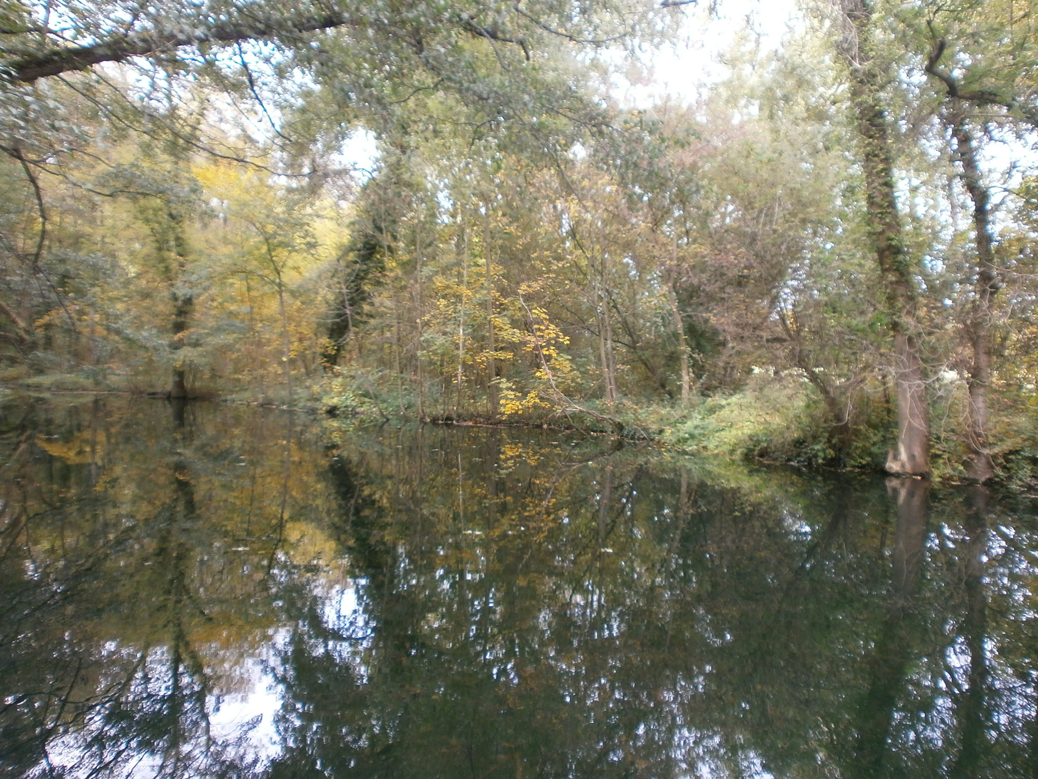 Olympus VG110,D700 sample photo. Trees in the water photography