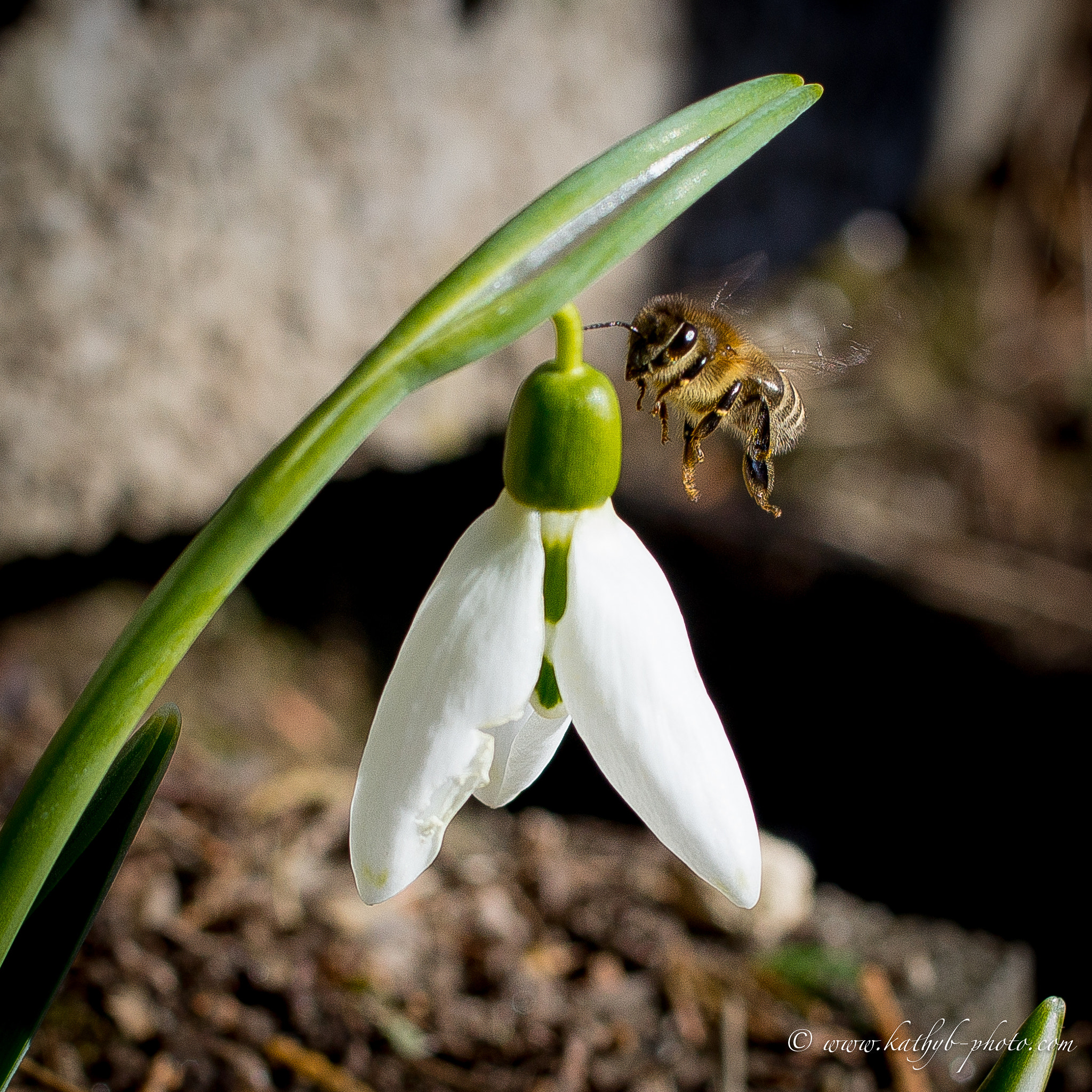 Sony SLT-A55 (SLT-A55V) sample photo. Spring is coming photography