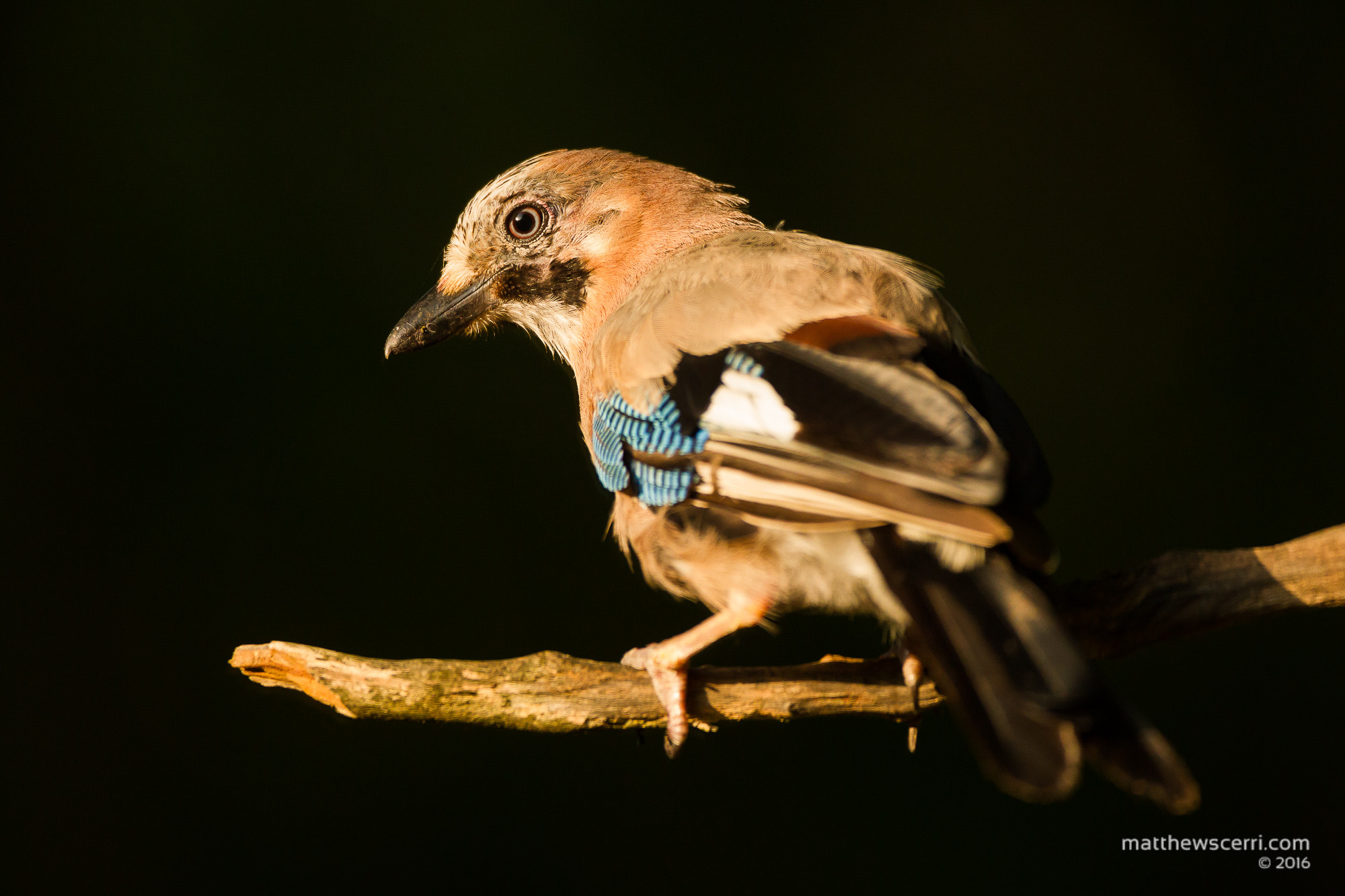 Canon EF 500mm F4L IS USM sample photo. Eurasian jay photography