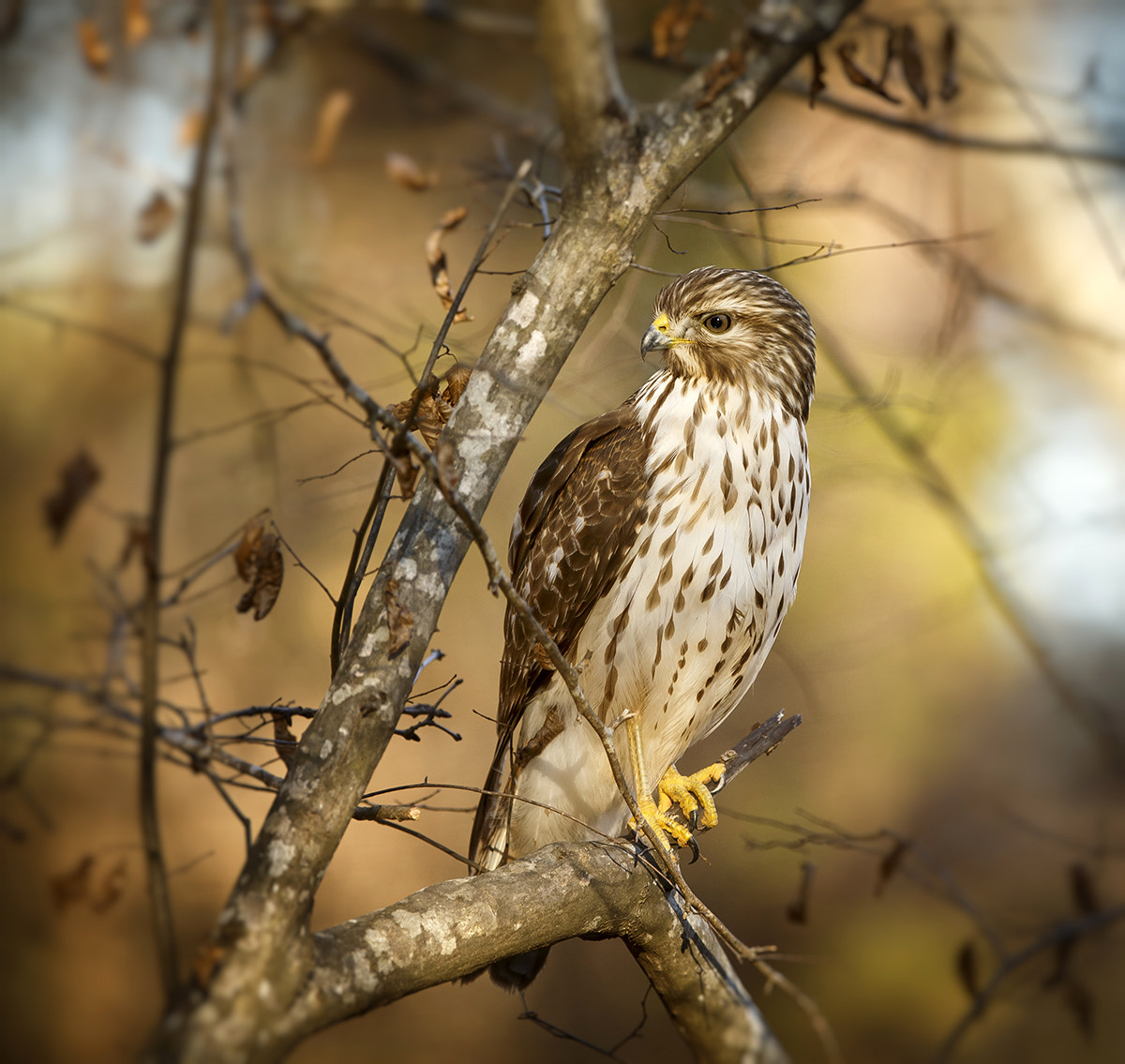 Canon EF 300mm F2.8L IS USM sample photo. Looking sharp photography