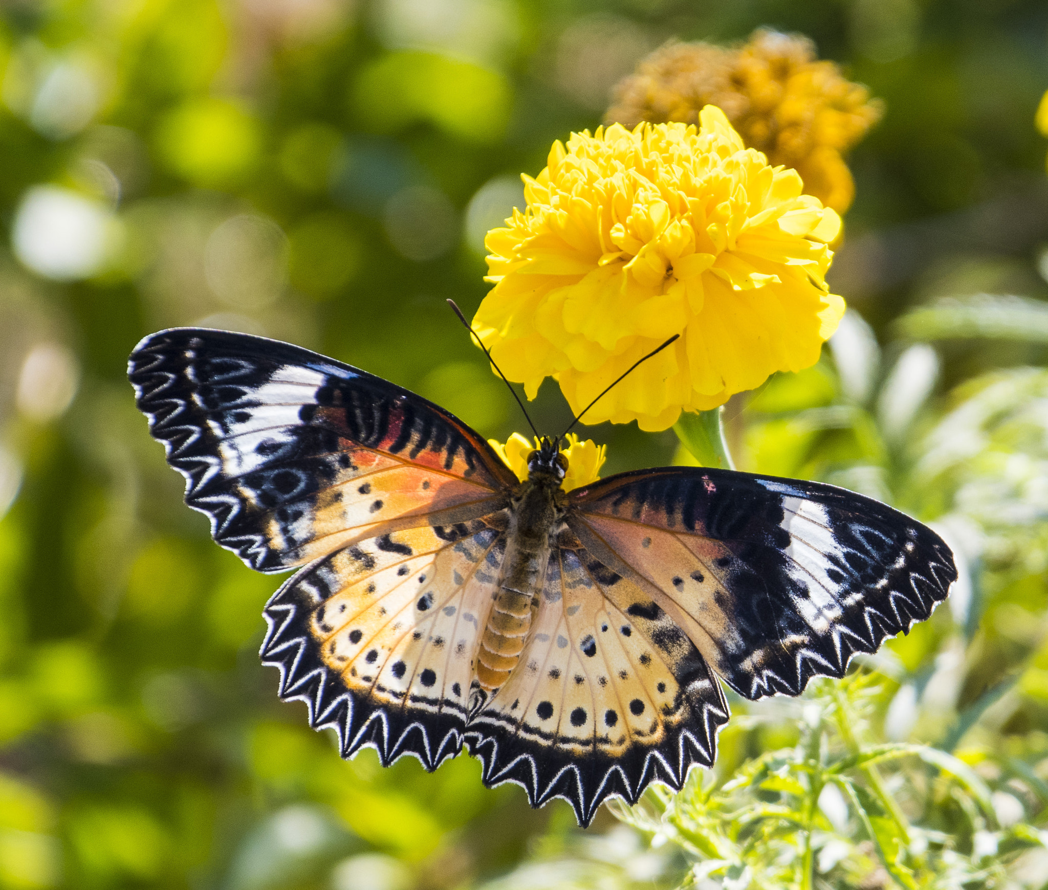 Nikon D500 sample photo. Butterfly photography
