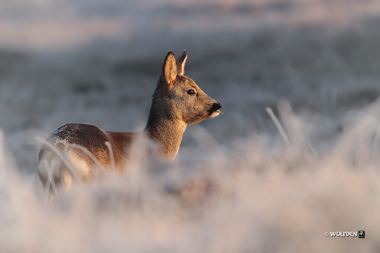 Canon EOS 7D + Canon EF 100-400mm F4.5-5.6L IS II USM sample photo. Frosty morning photography