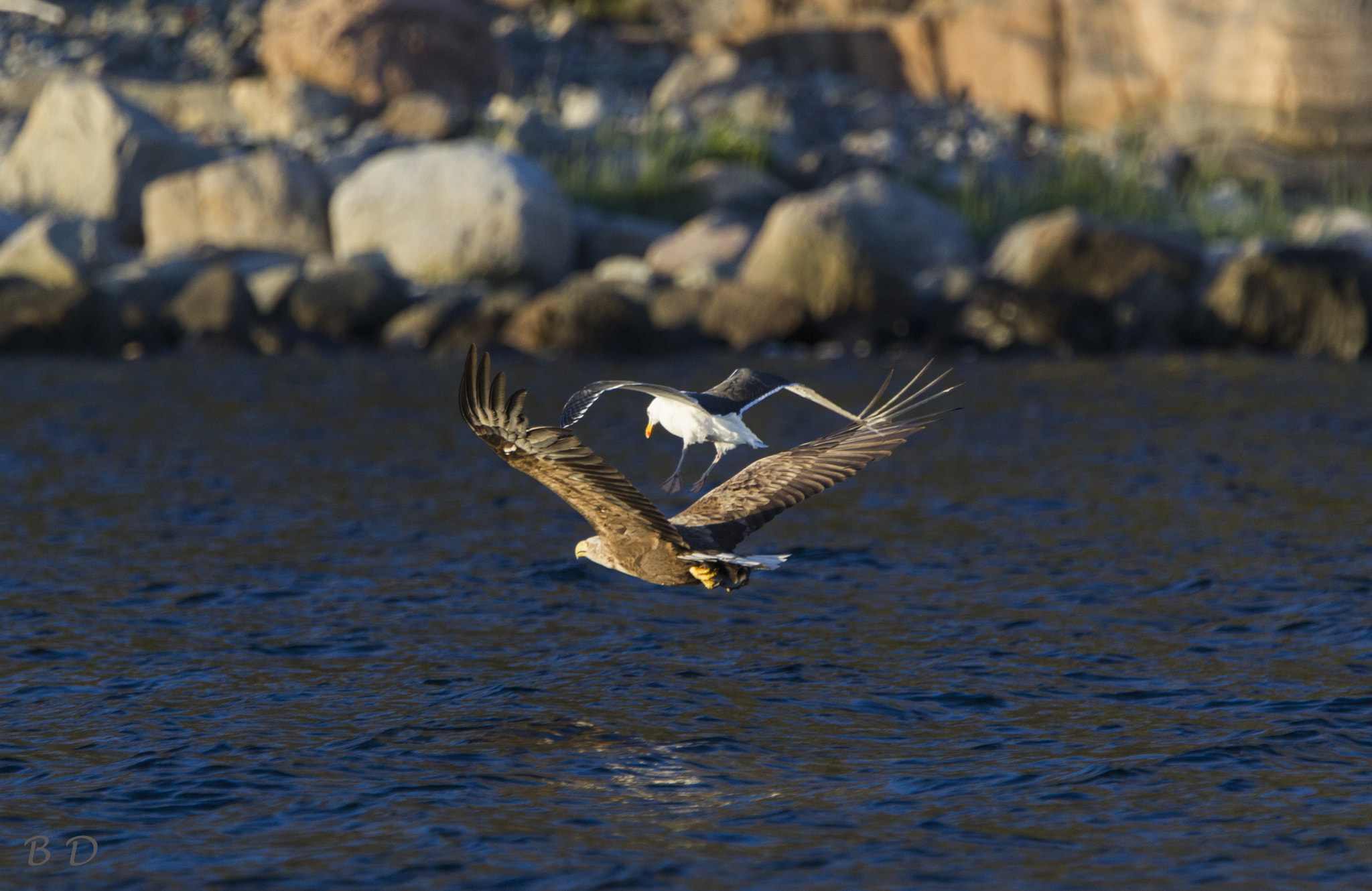 Canon EF 400mm F4.0 DO IS USM sample photo. Adult white tail eagle photography