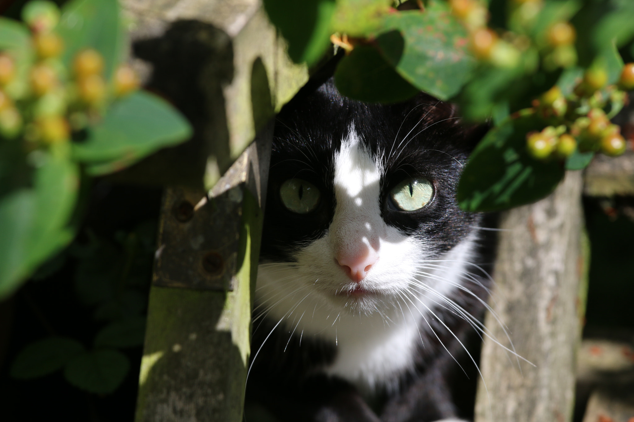 Canon EOS 70D + Canon EF 70-200mm F4L IS USM sample photo. Cat photography
